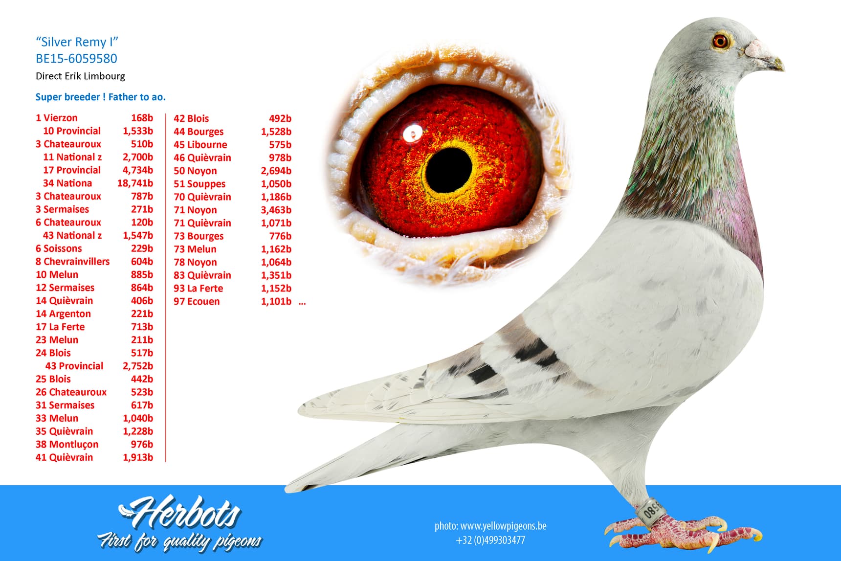 pigeon: “Silver Remy I”