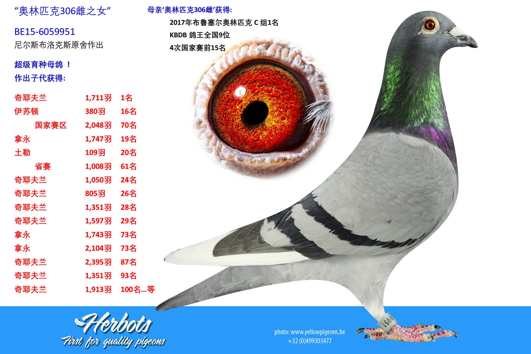 pigeon: undefined