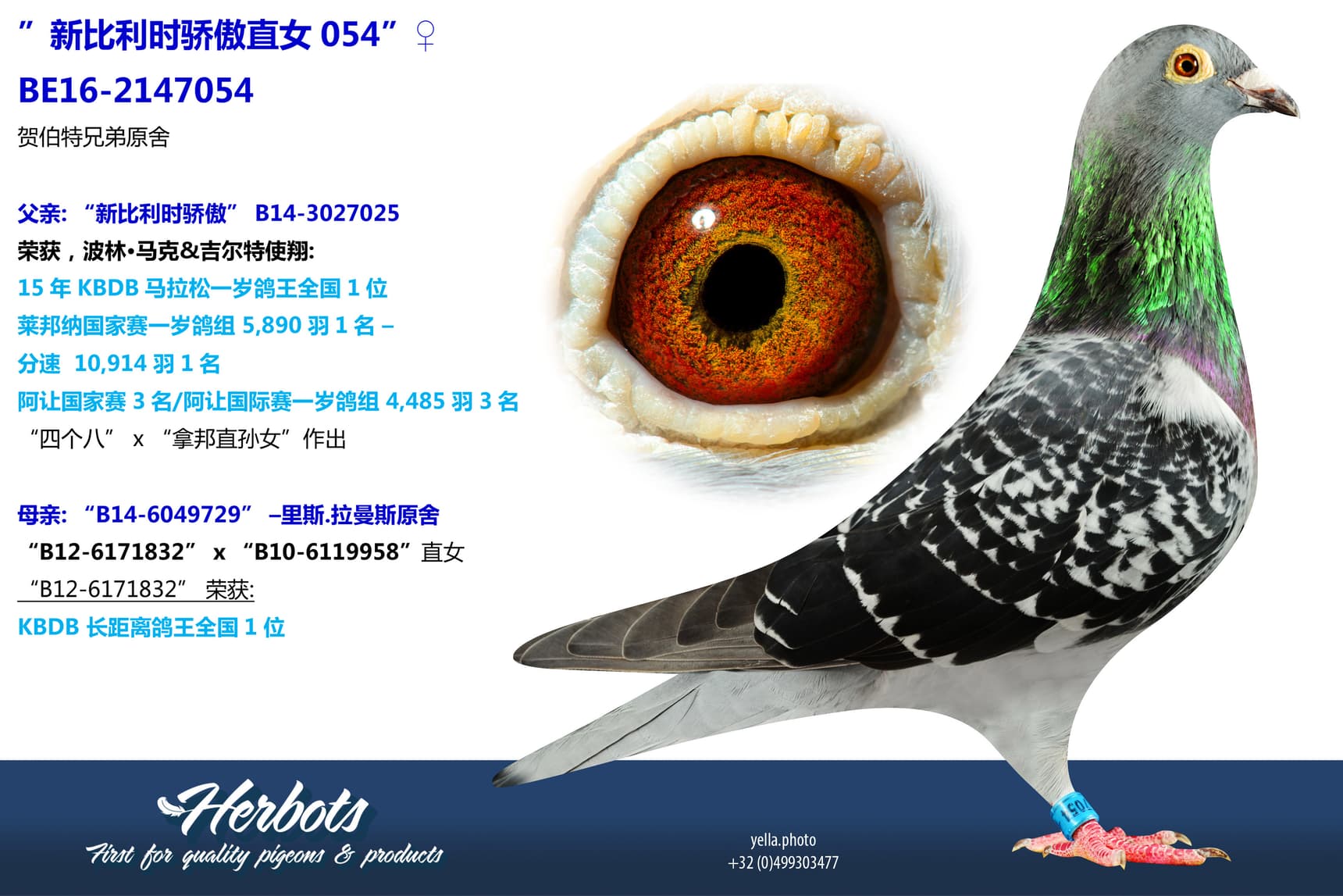 pigeon: undefined