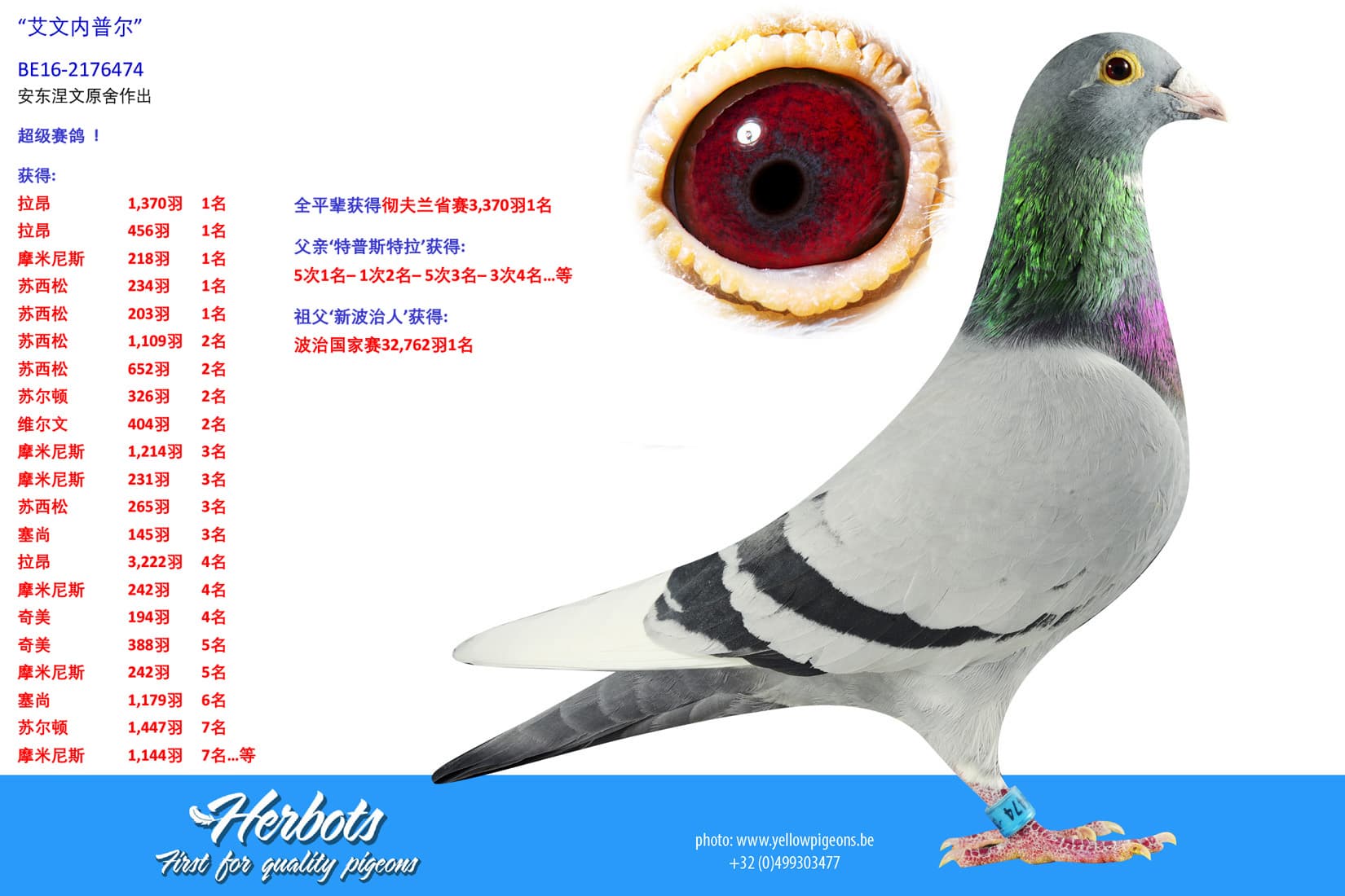 pigeon: undefined