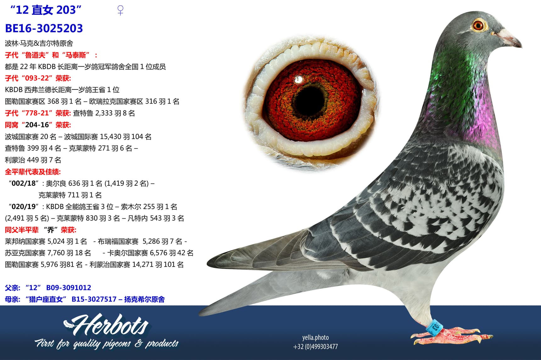 pigeon: undefined
