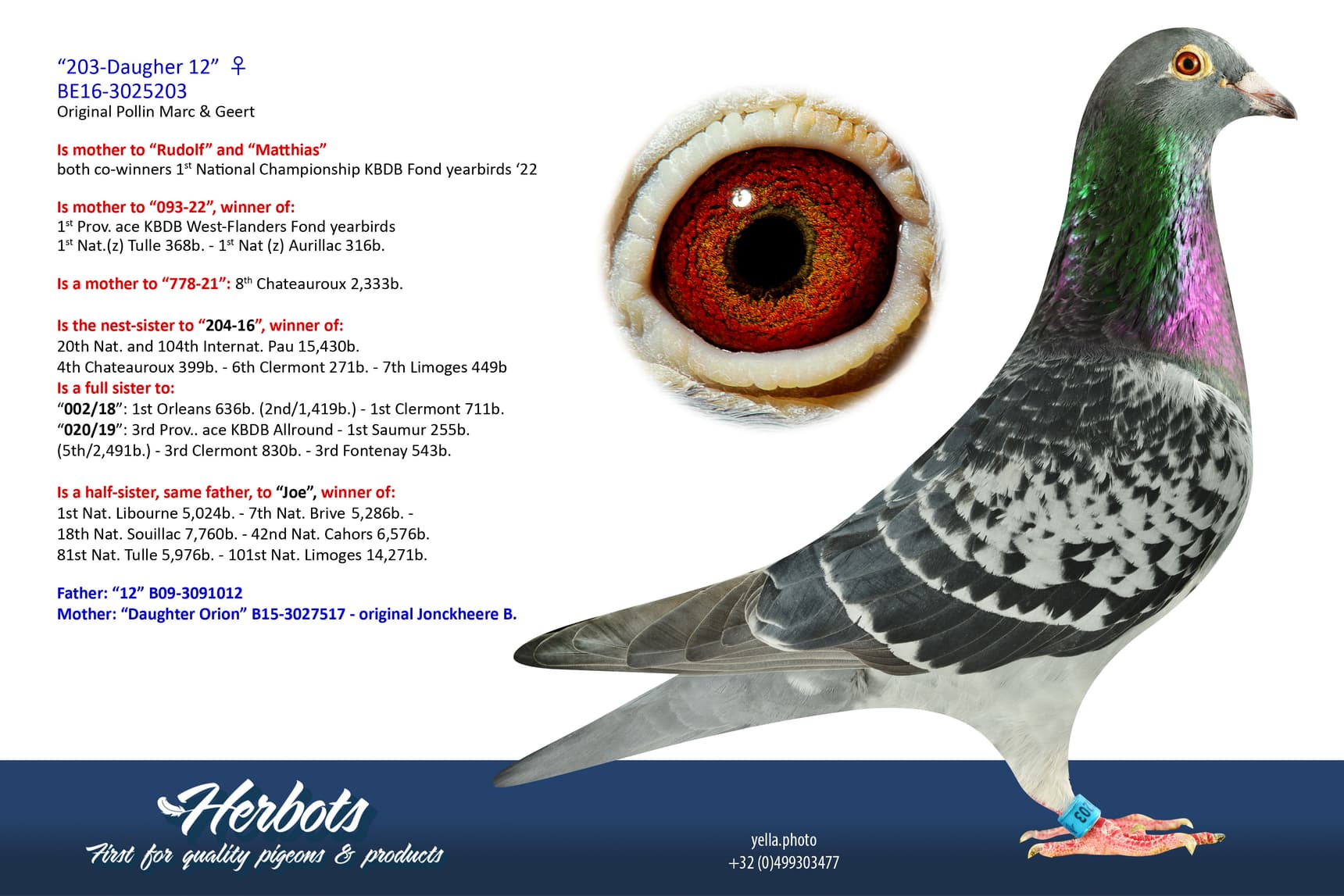 pigeon: undefined