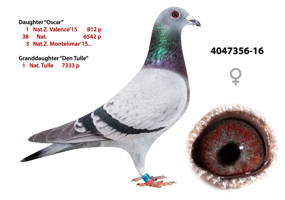 pigeon: undefined