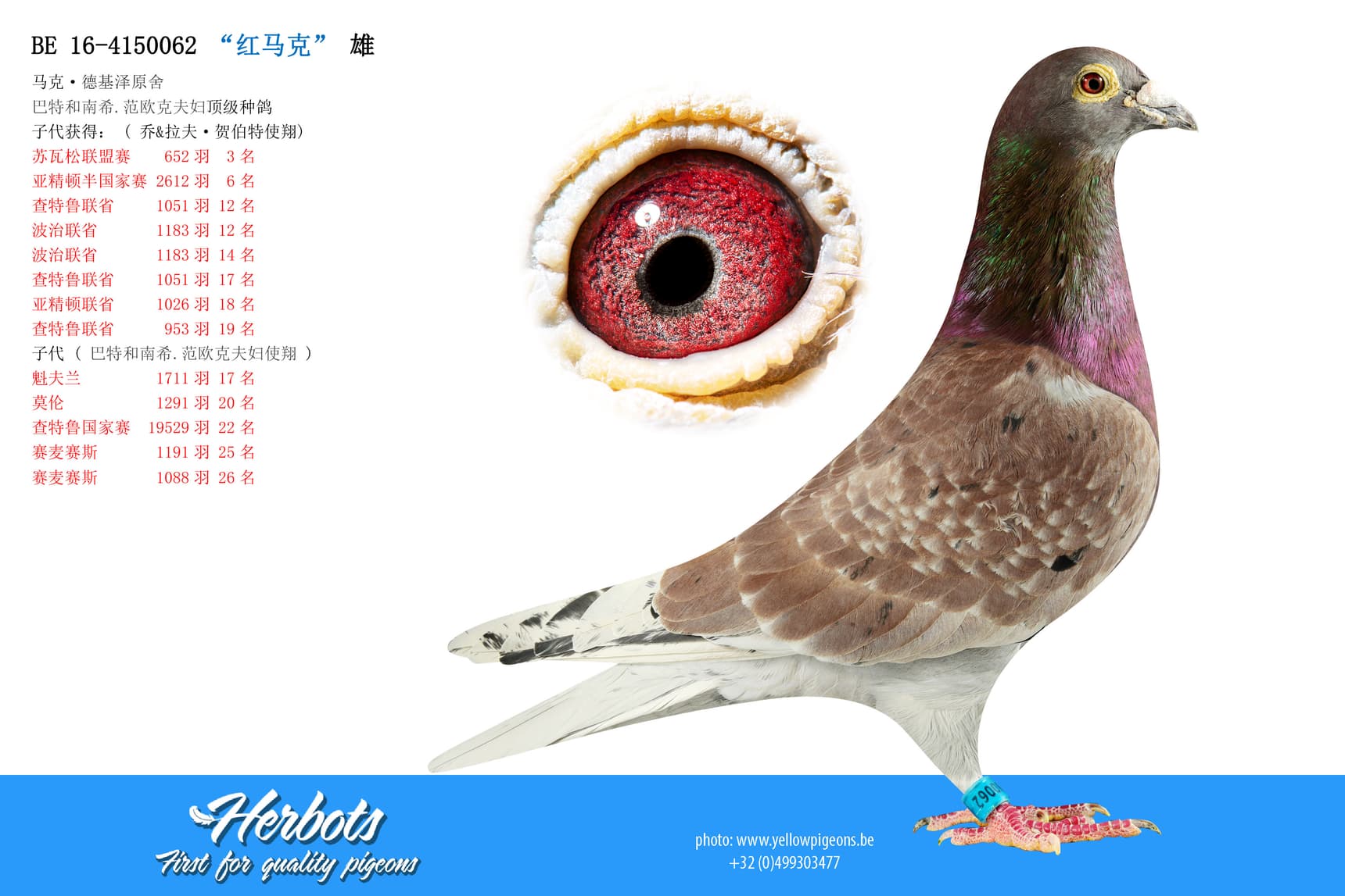 pigeon: undefined
