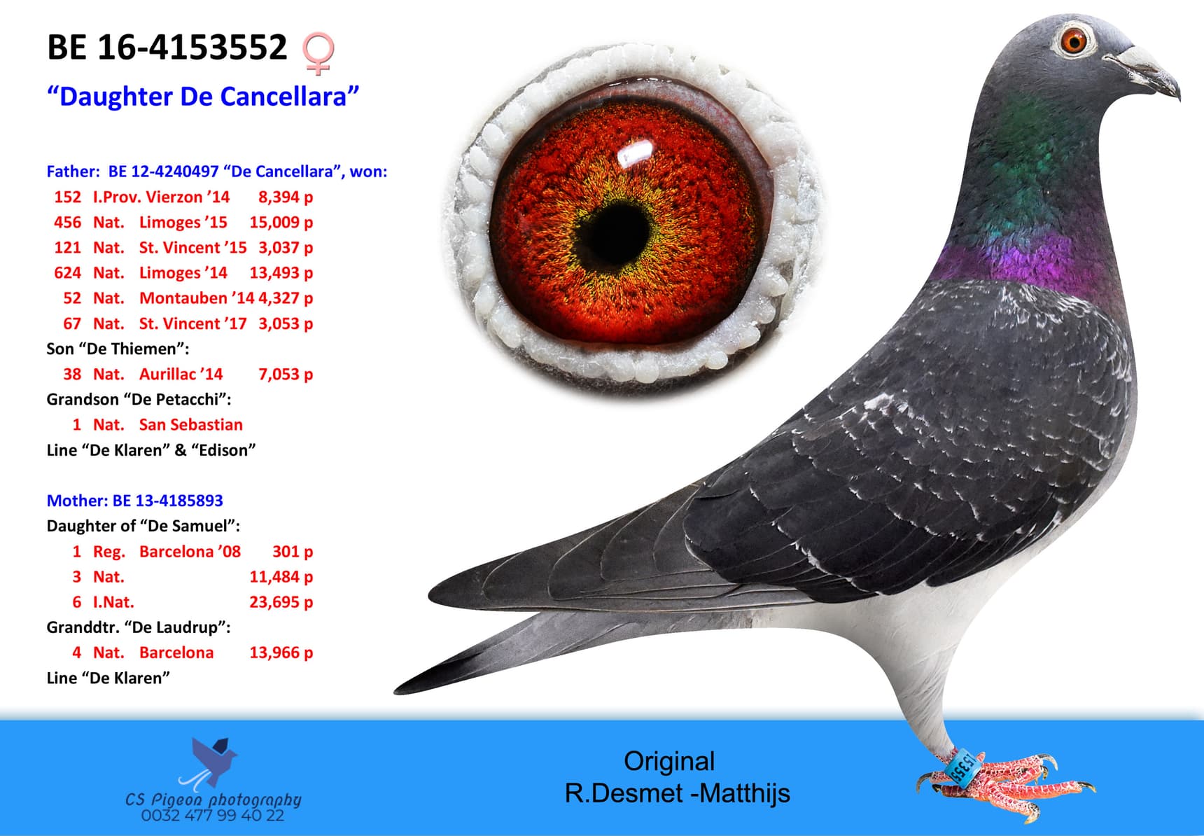 pigeon: "Daugter De Cancellara"