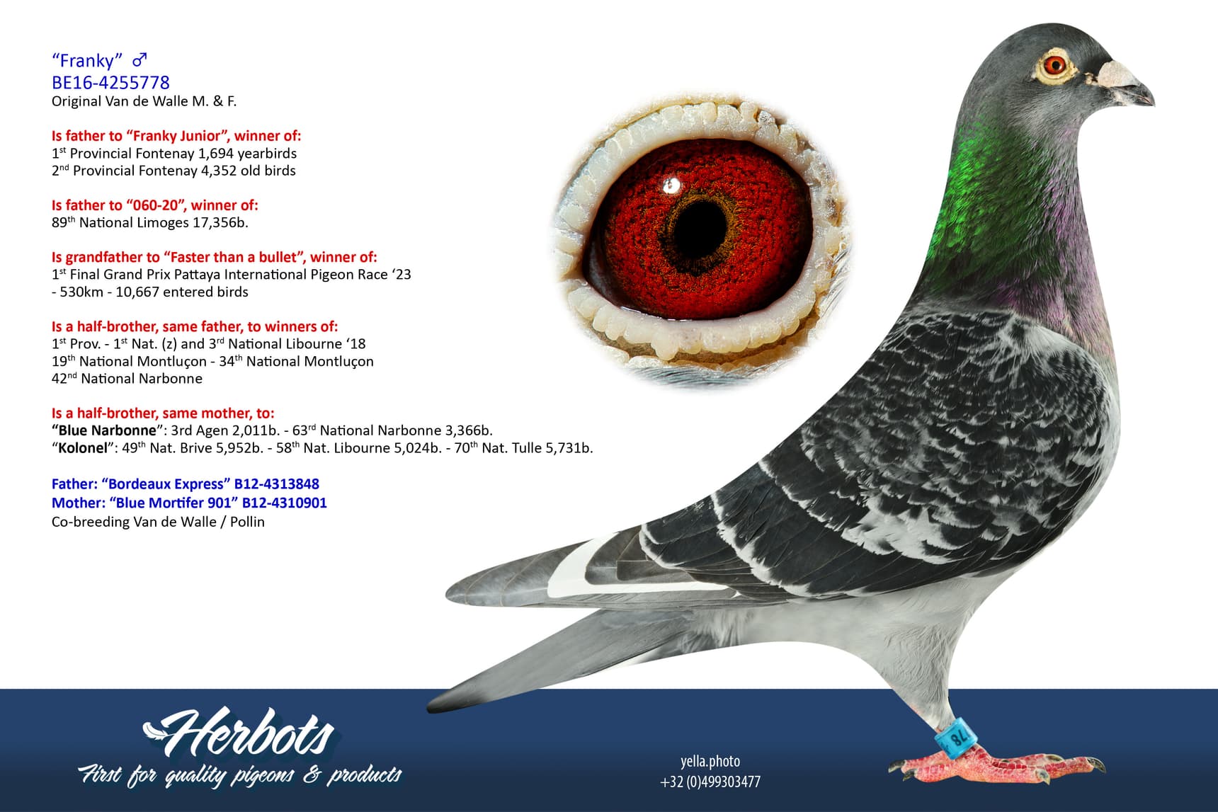 pigeon: undefined