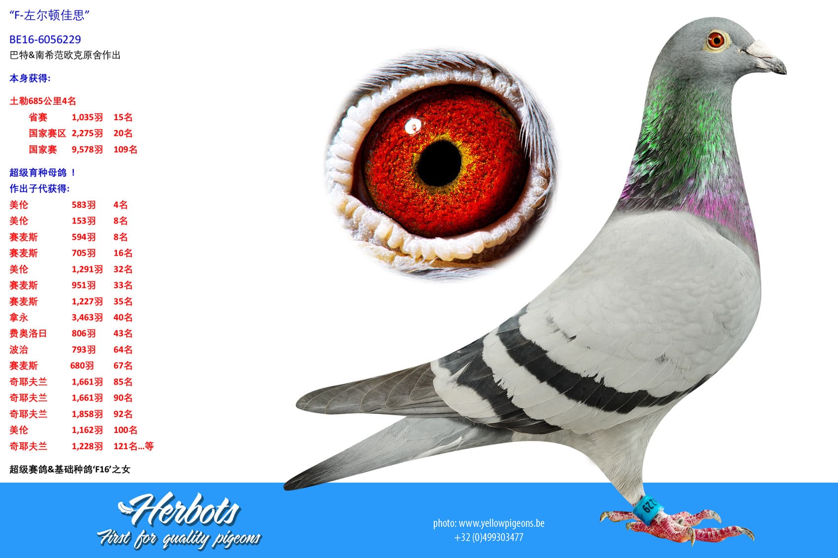 pigeon: undefined