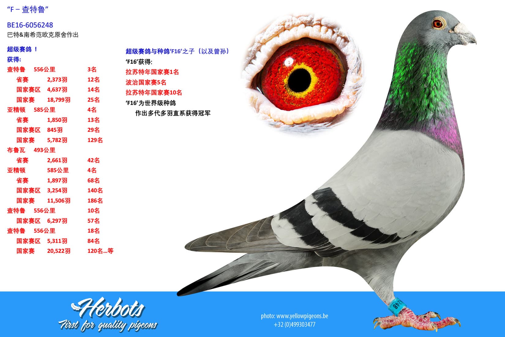 pigeon: undefined