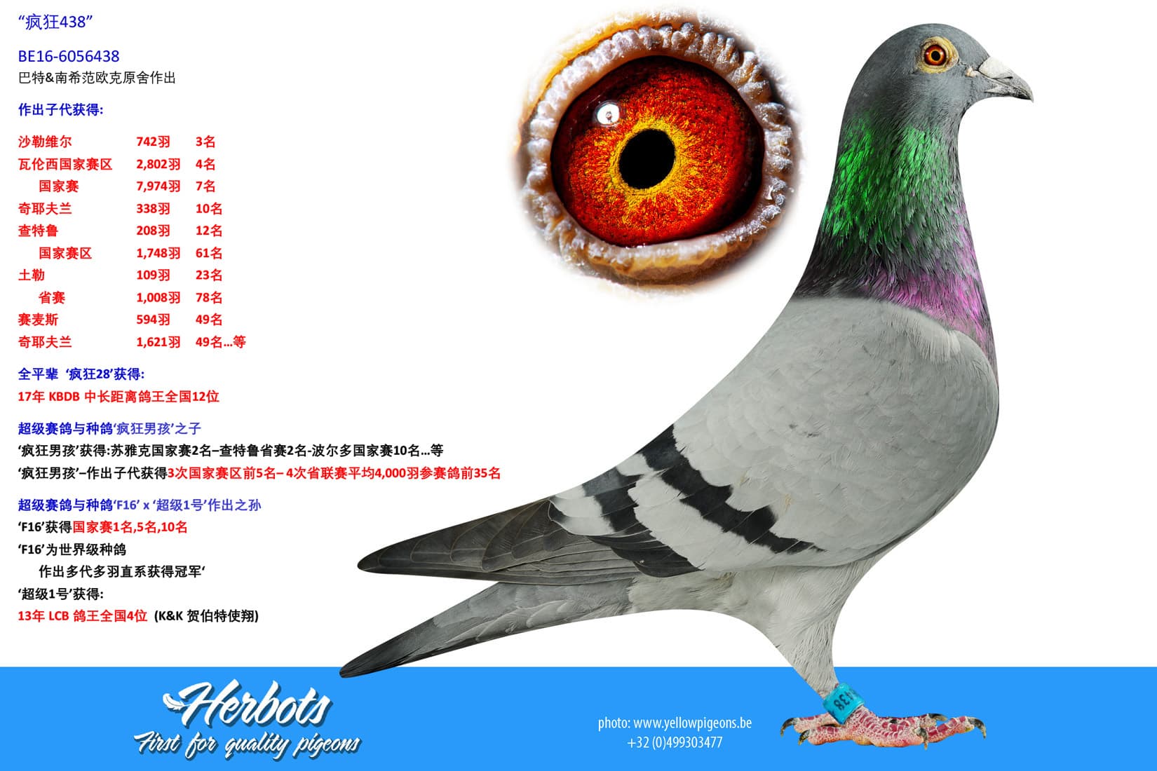 pigeon: undefined