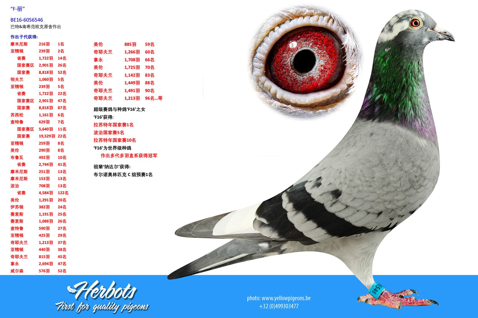 pigeon: undefined