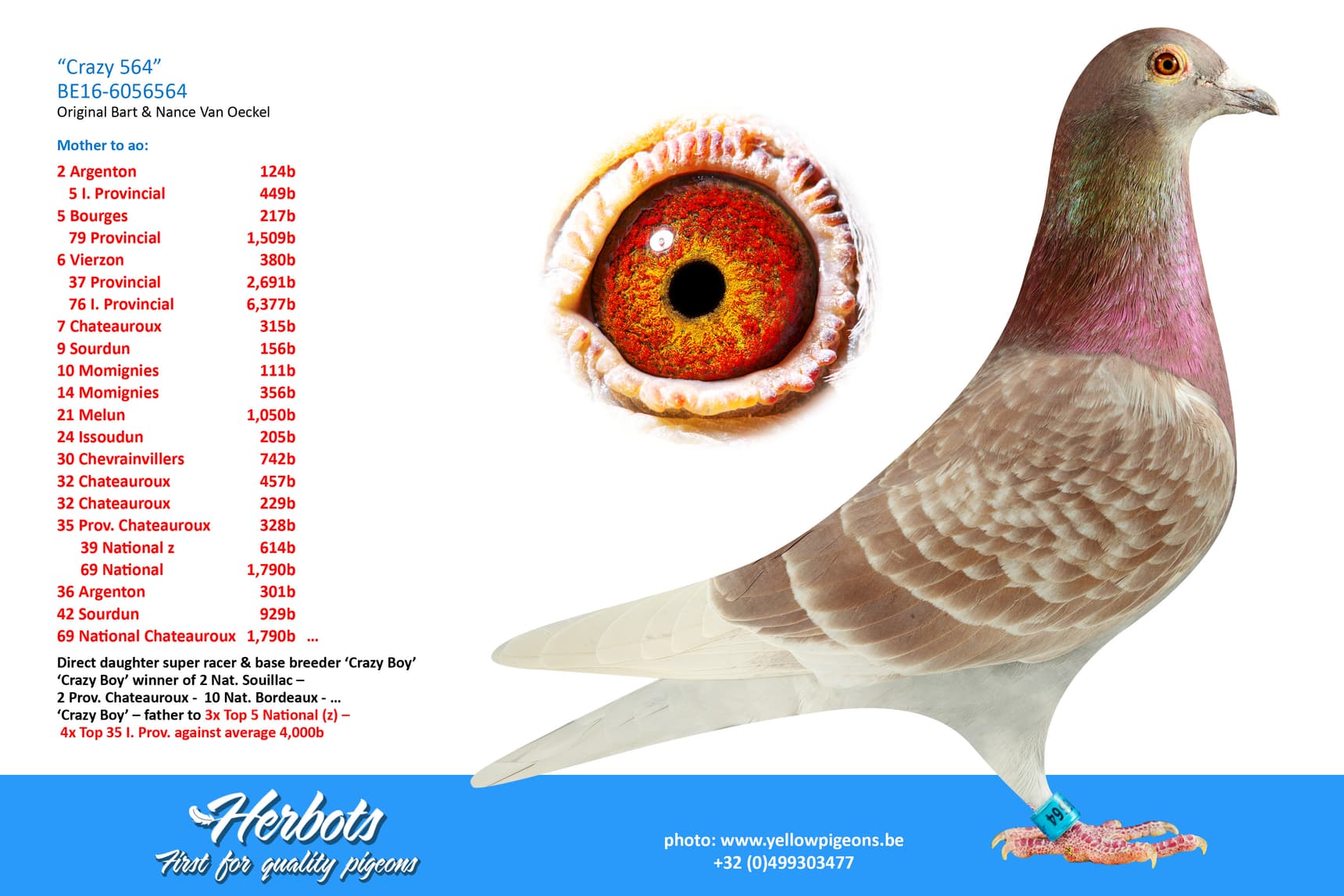 pigeon: “Crazy 564”