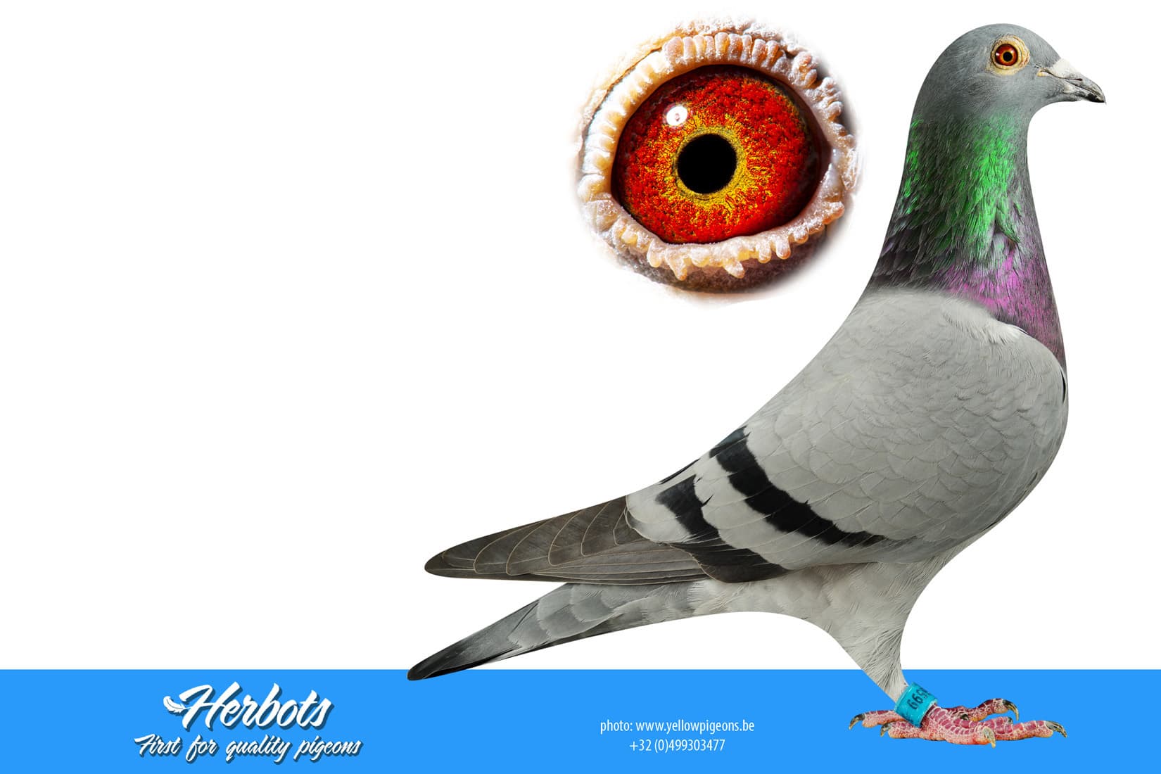 pigeon: undefined