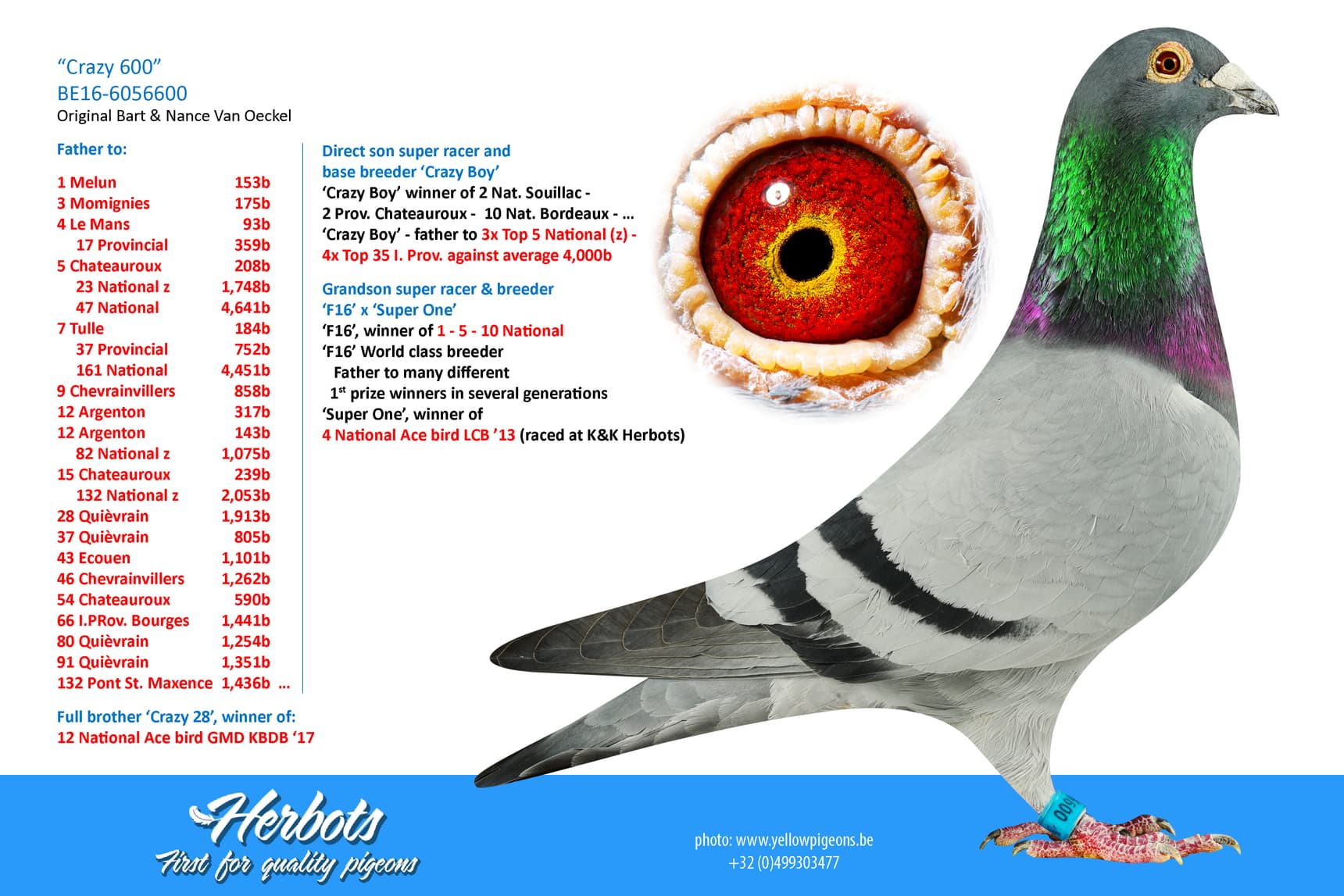 pigeon: “Crazy 600”