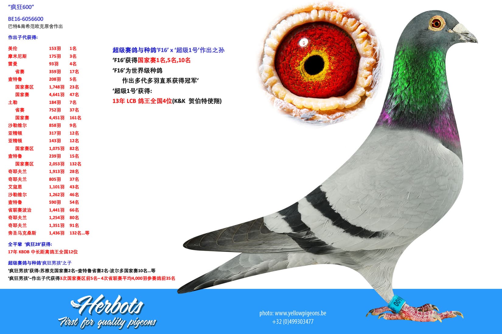 pigeon: undefined