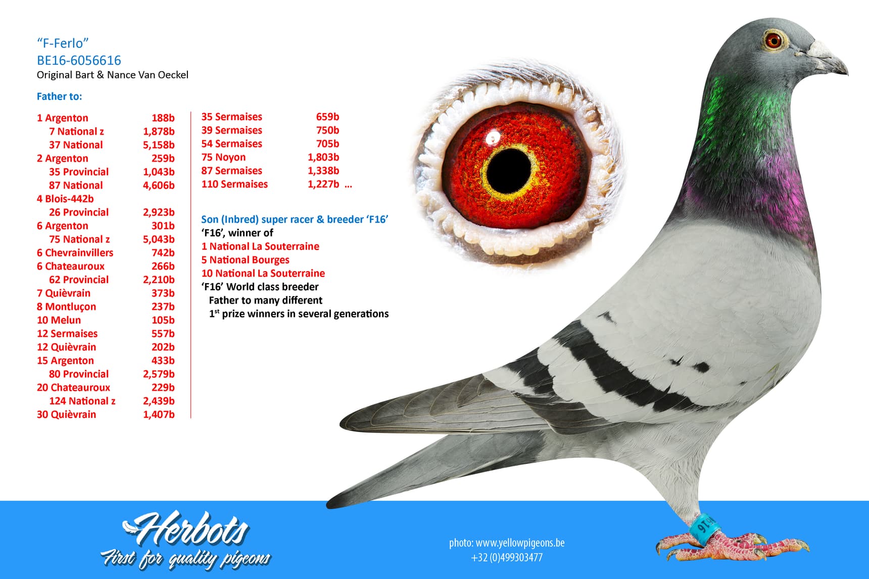 pigeon: “F-Ferlo”