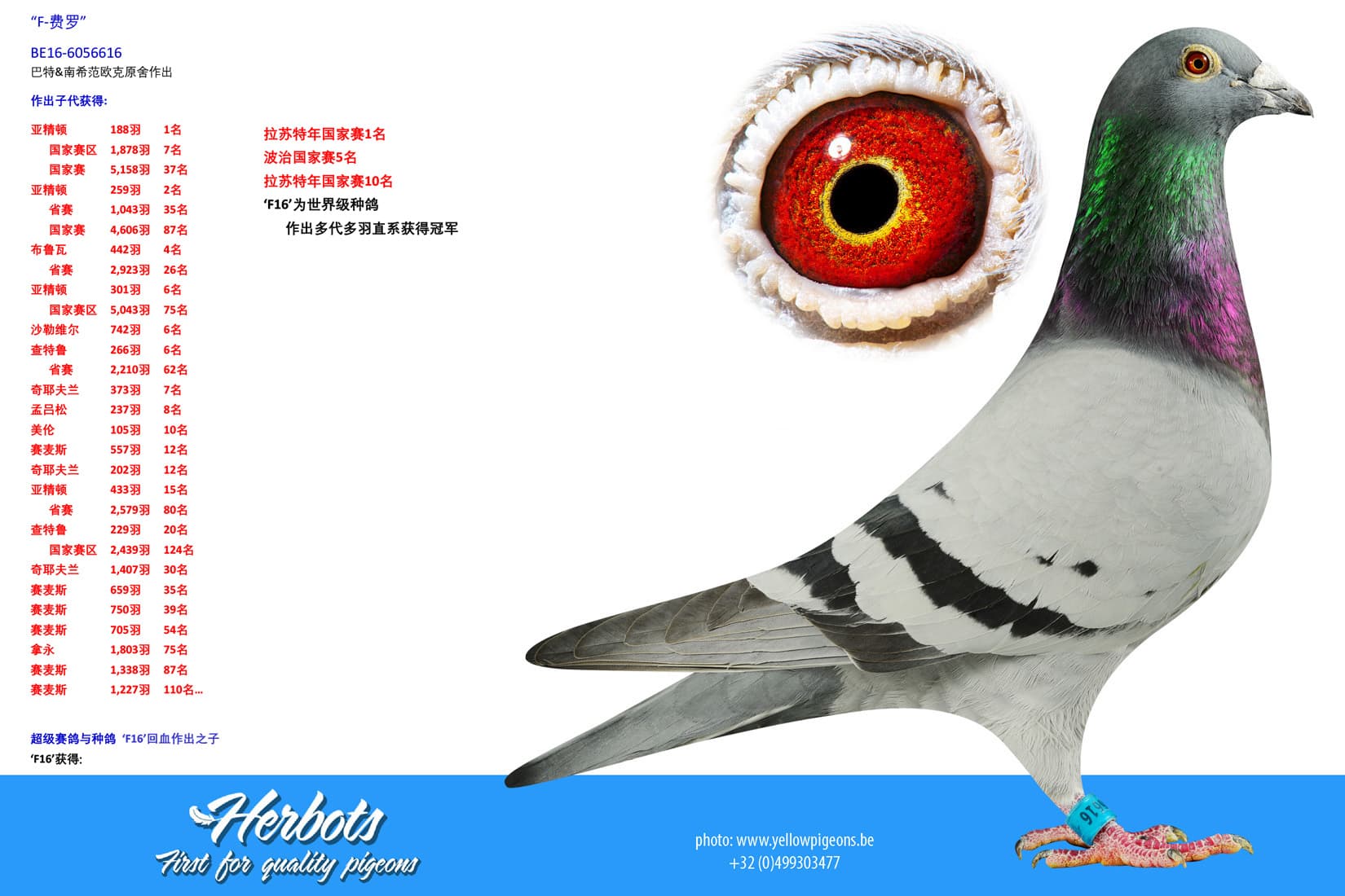 pigeon: undefined