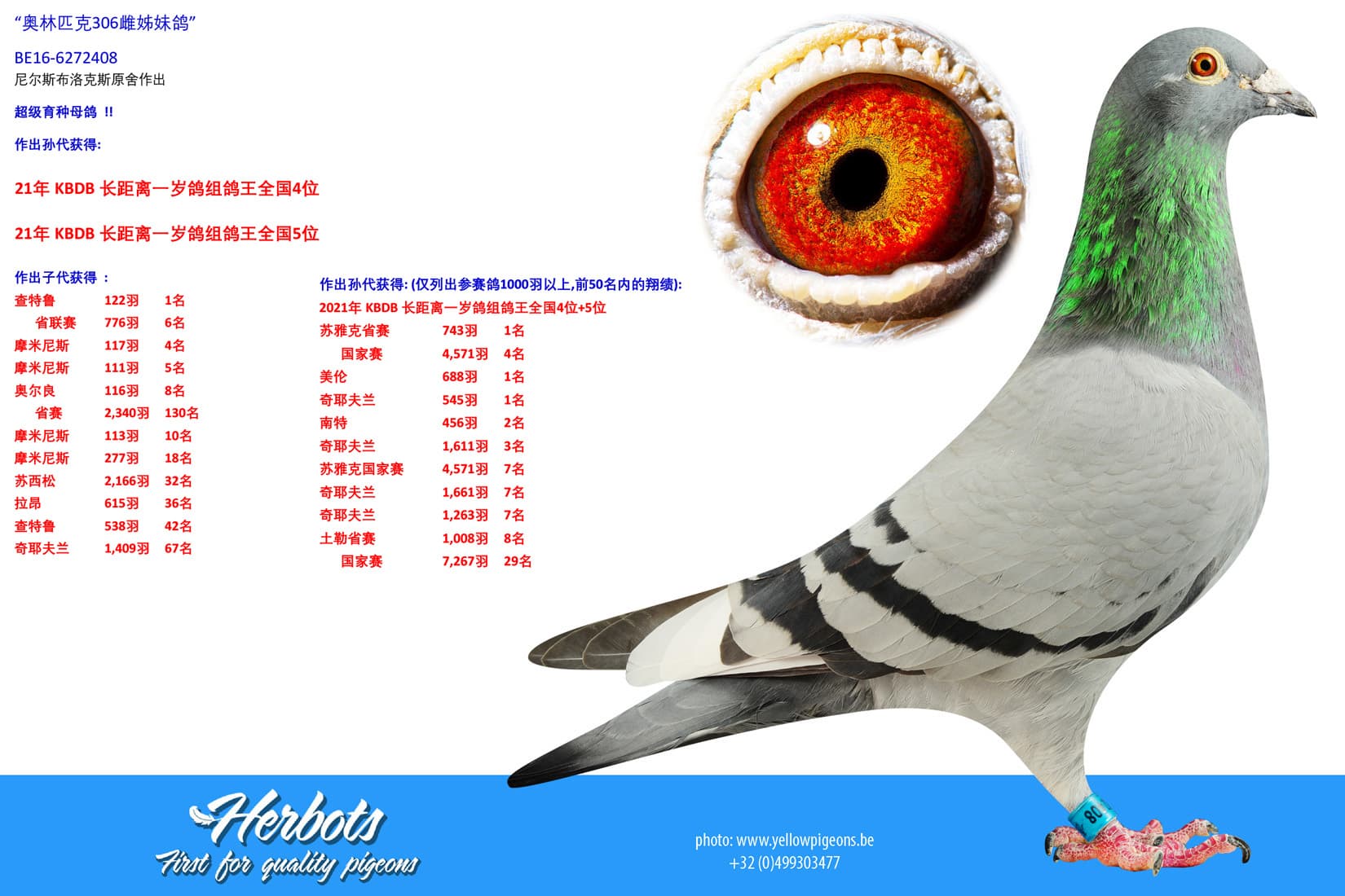pigeon: undefined
