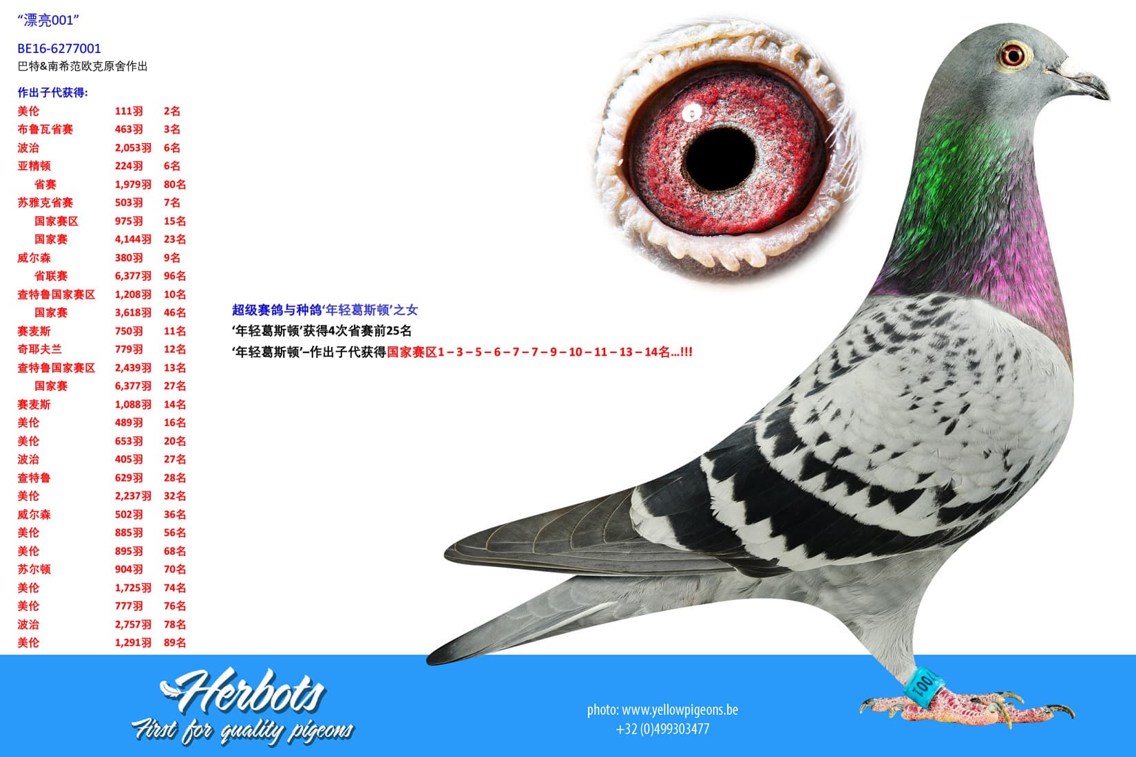 pigeon: undefined