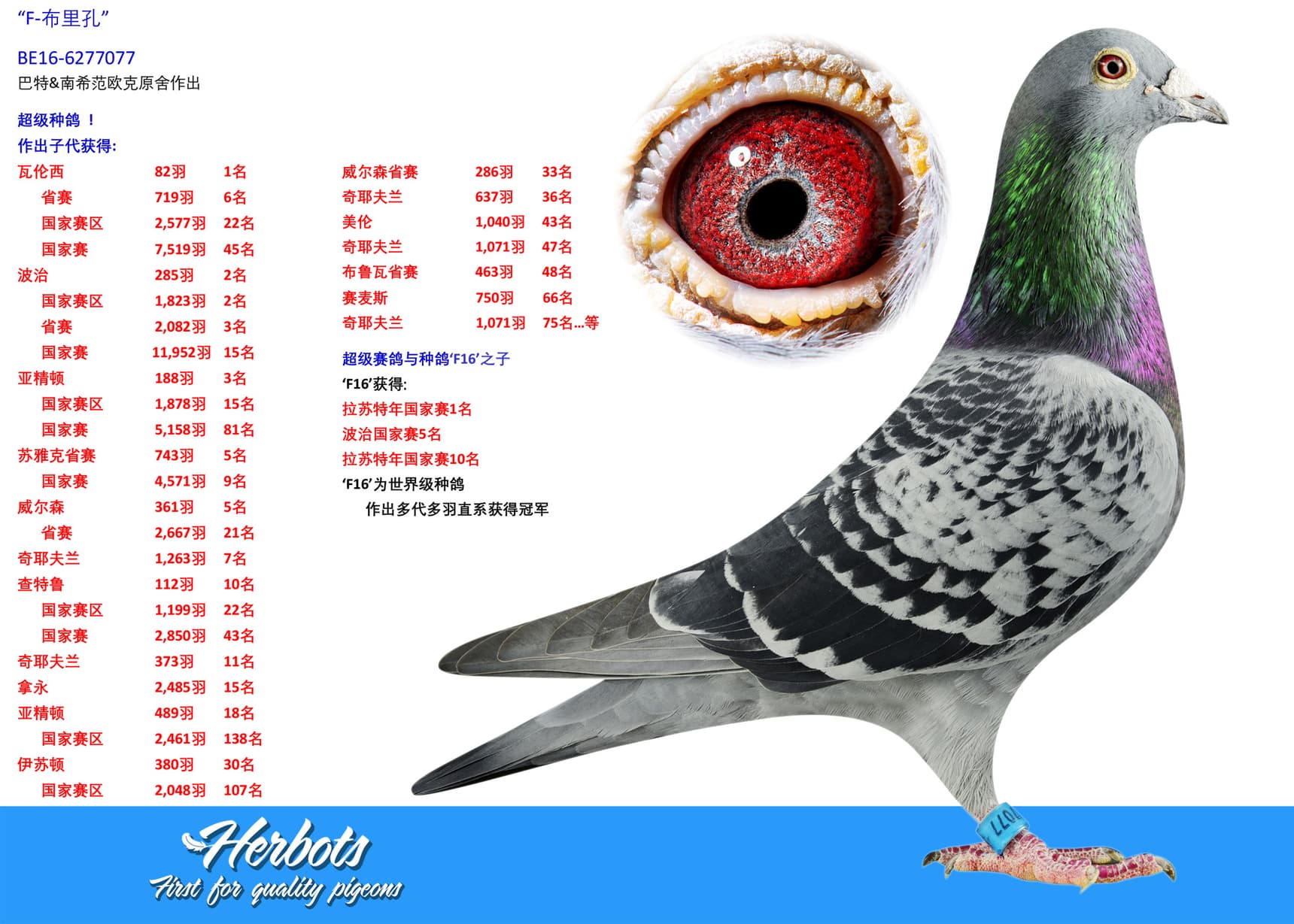 pigeon: undefined