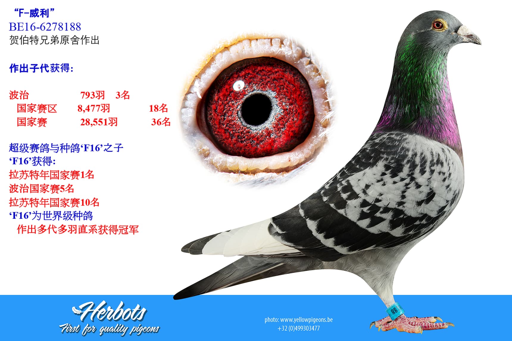 pigeon: undefined