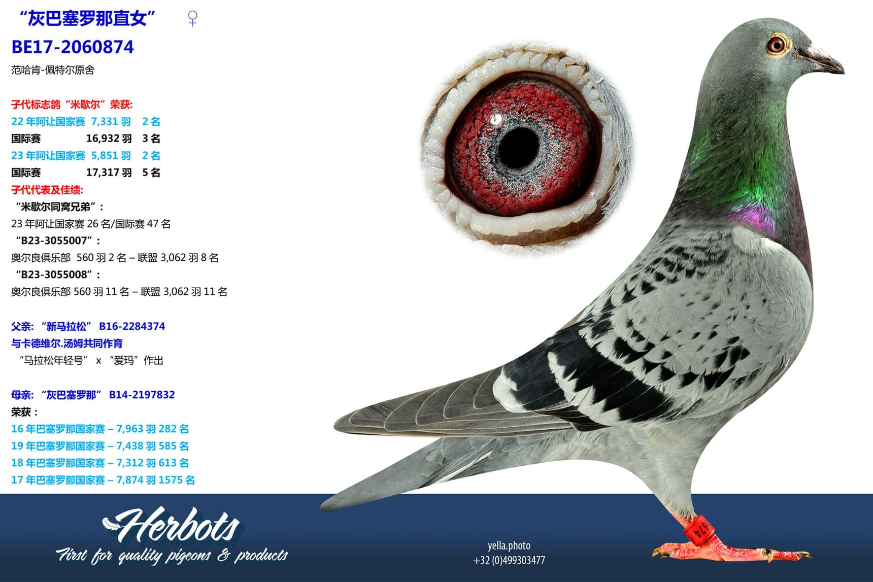 pigeon: undefined