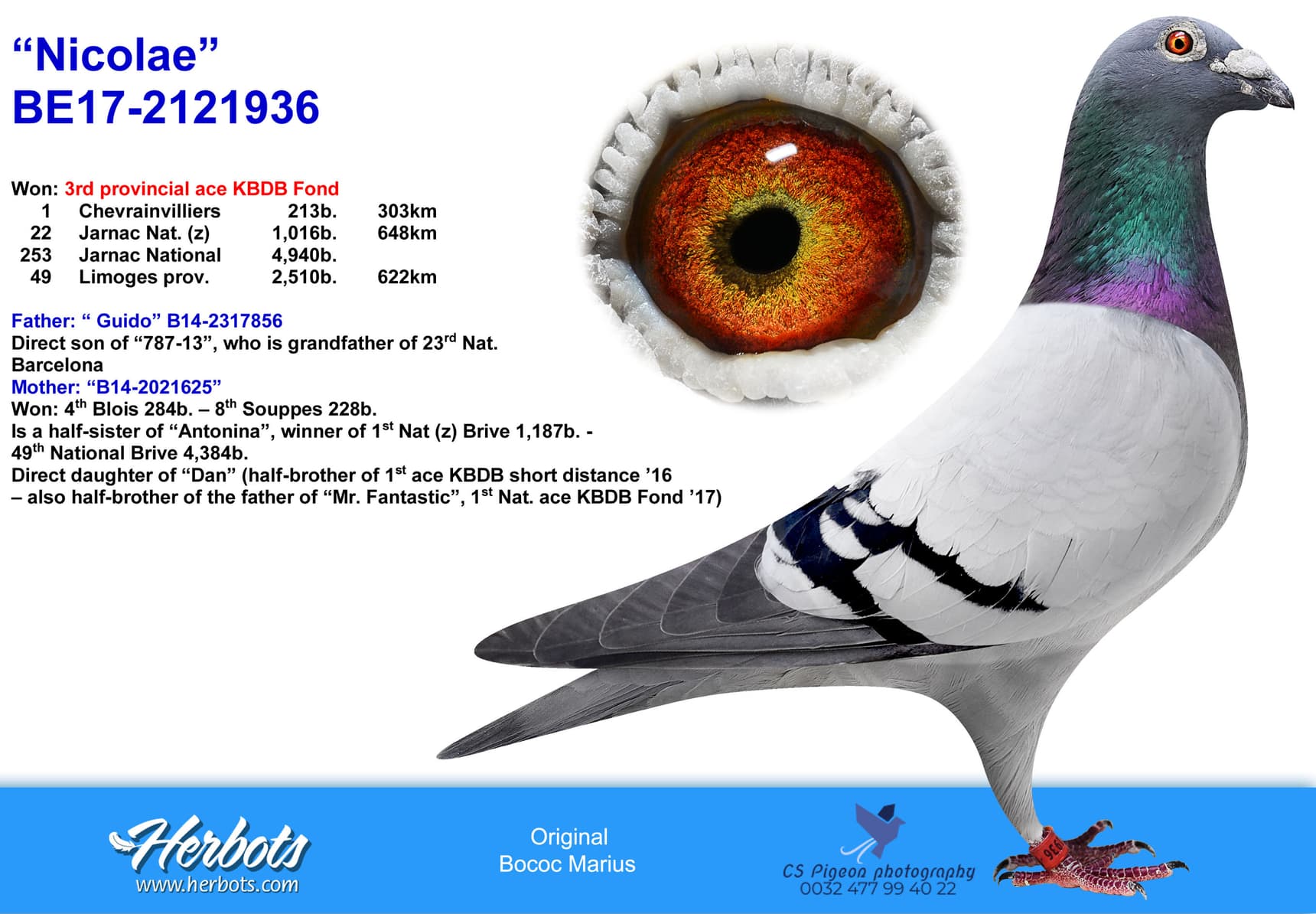 pigeon: undefined