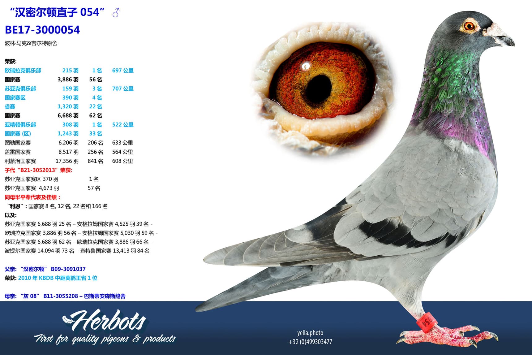 pigeon: undefined