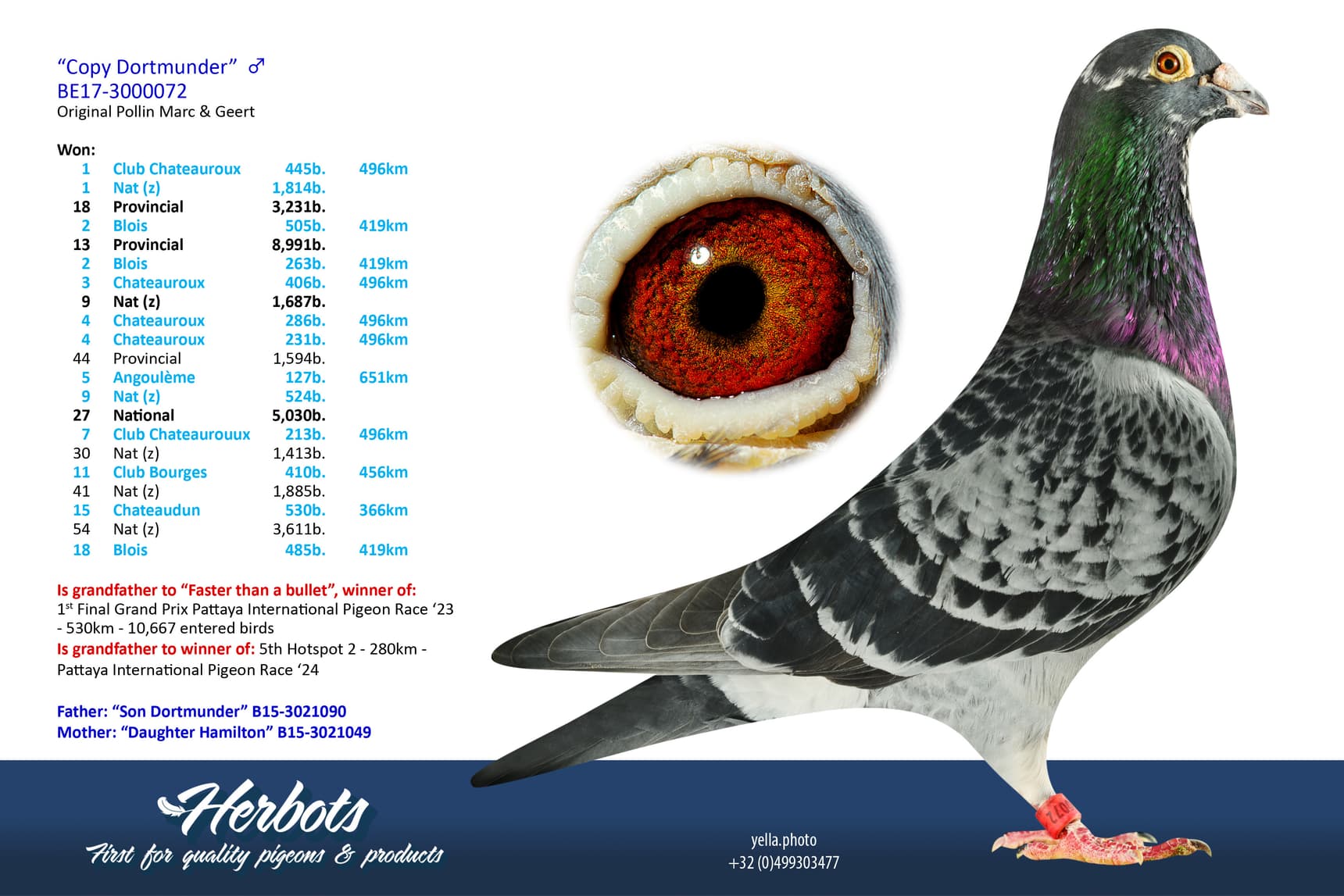 pigeon: undefined