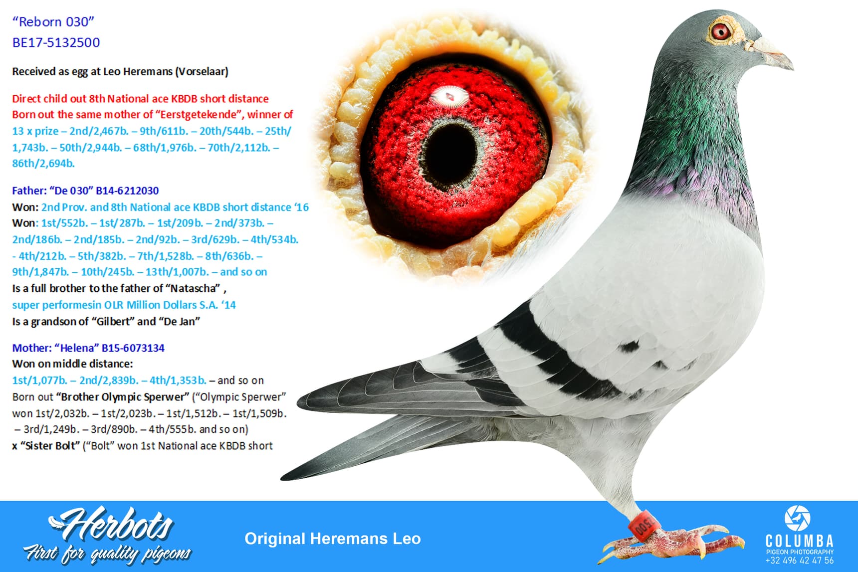 pigeon: “Reborn 030”