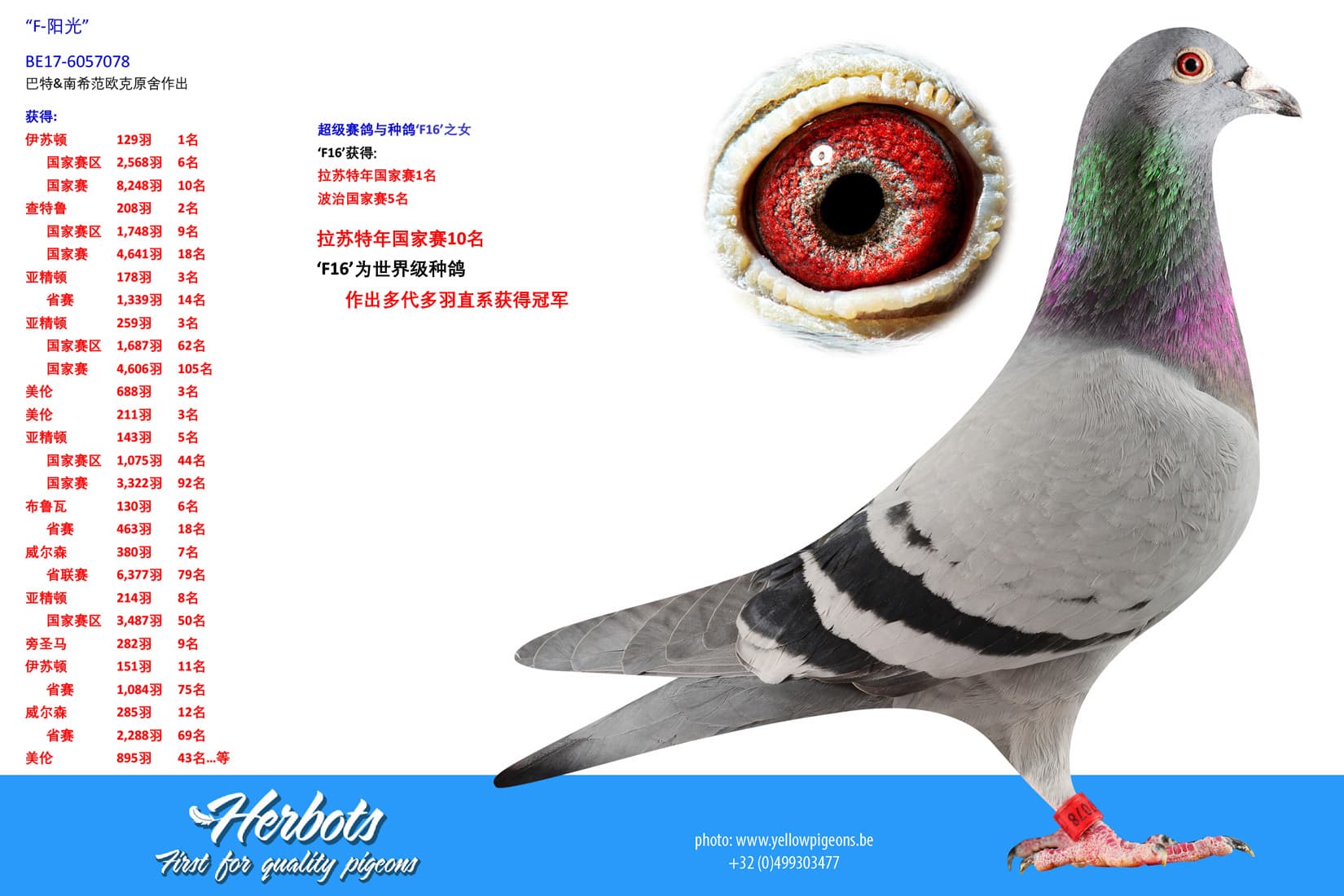 pigeon: undefined