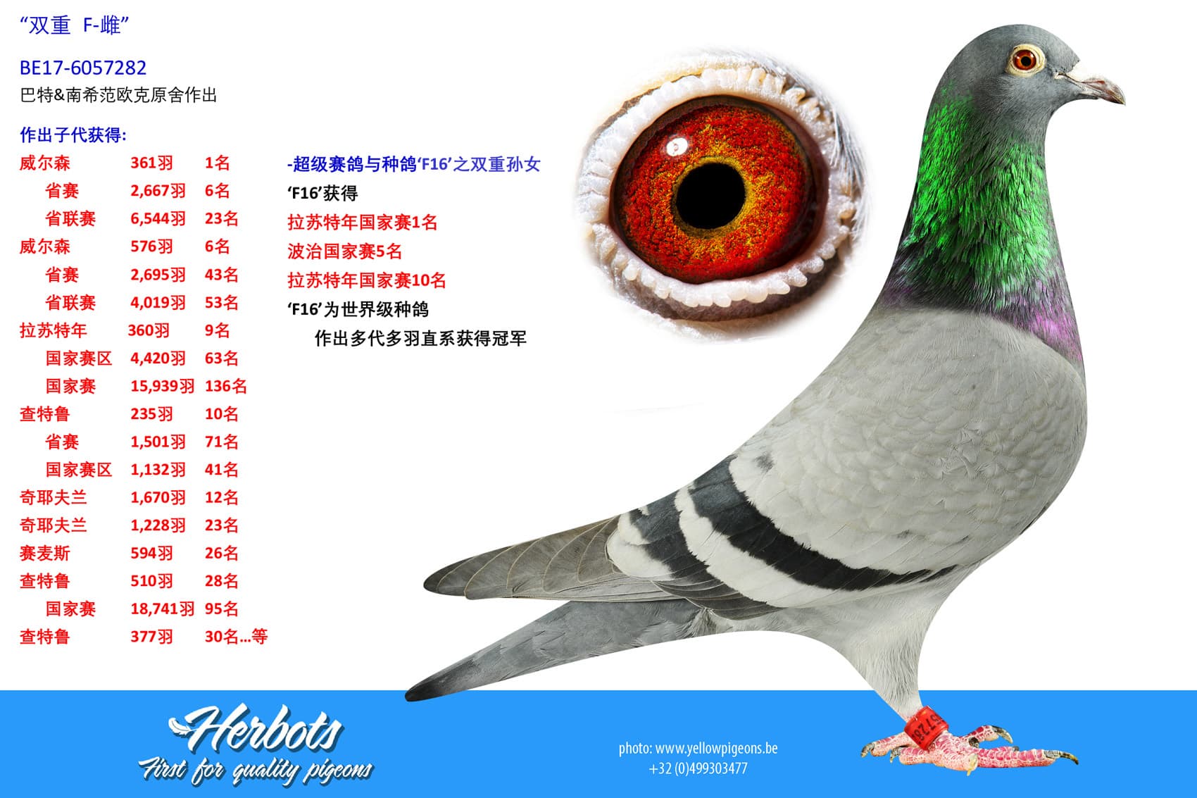 pigeon: “双重 F-雌”