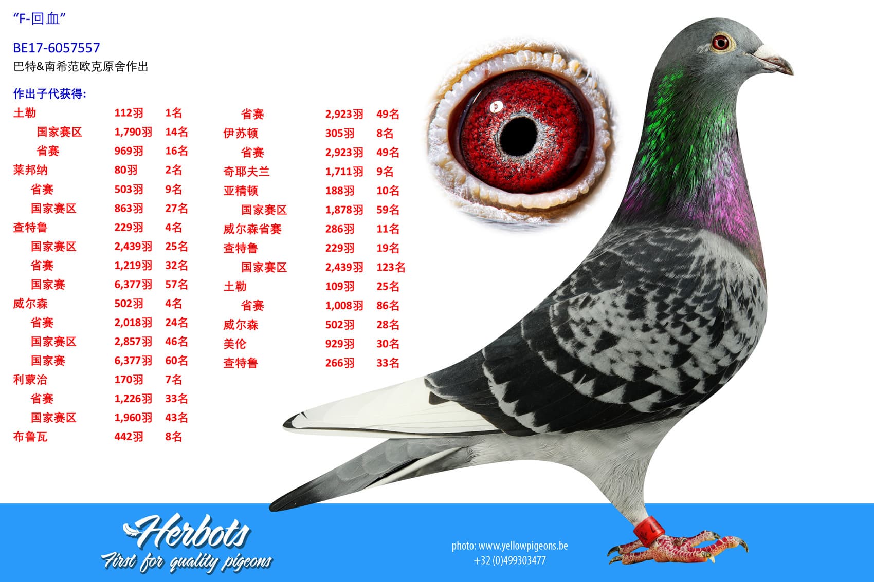 pigeon: undefined