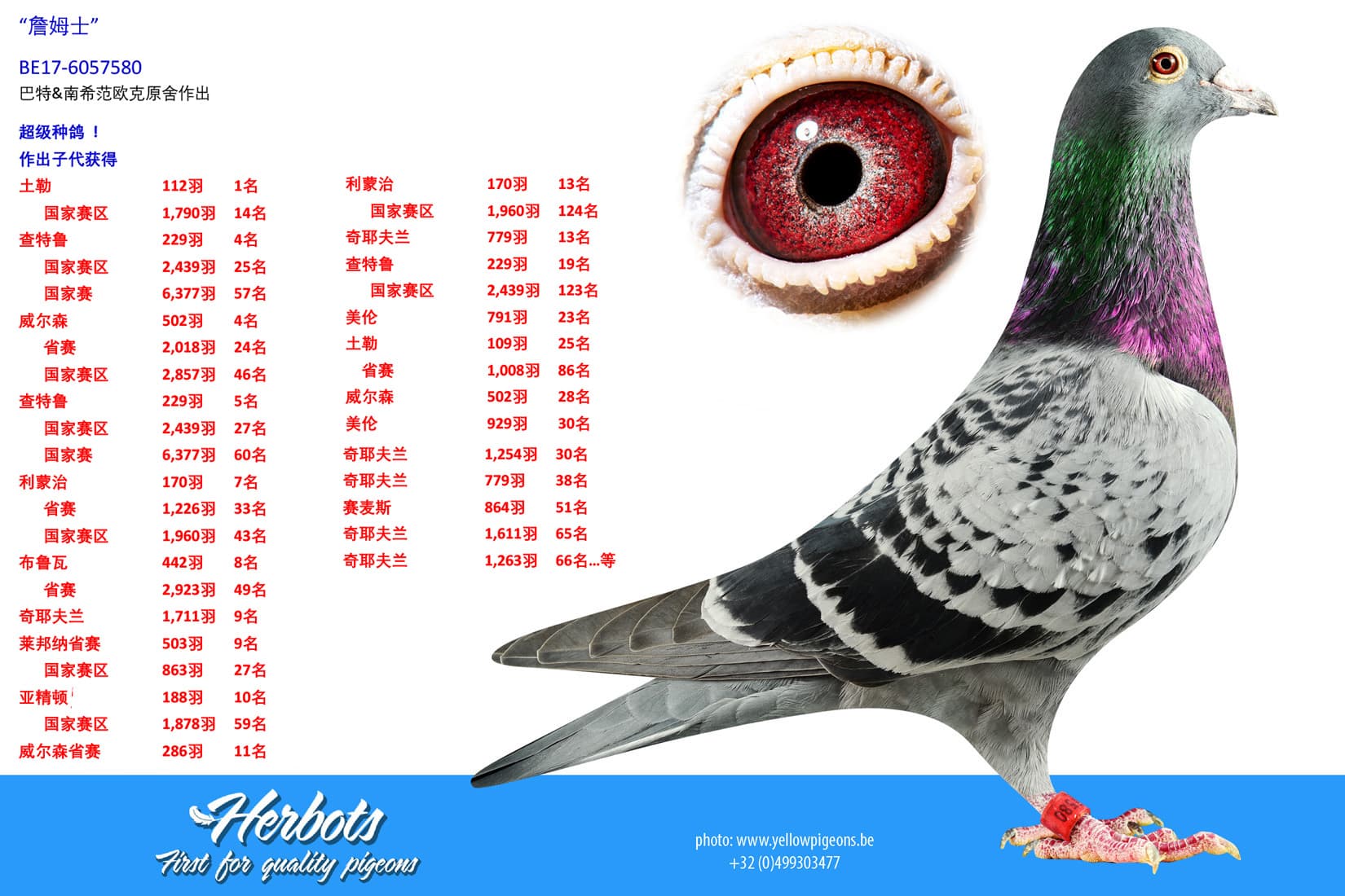 pigeon: undefined