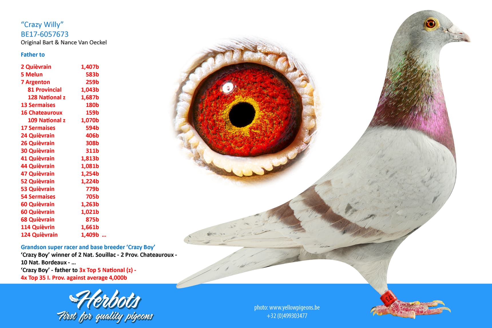 pigeon: “Crazy Willy”