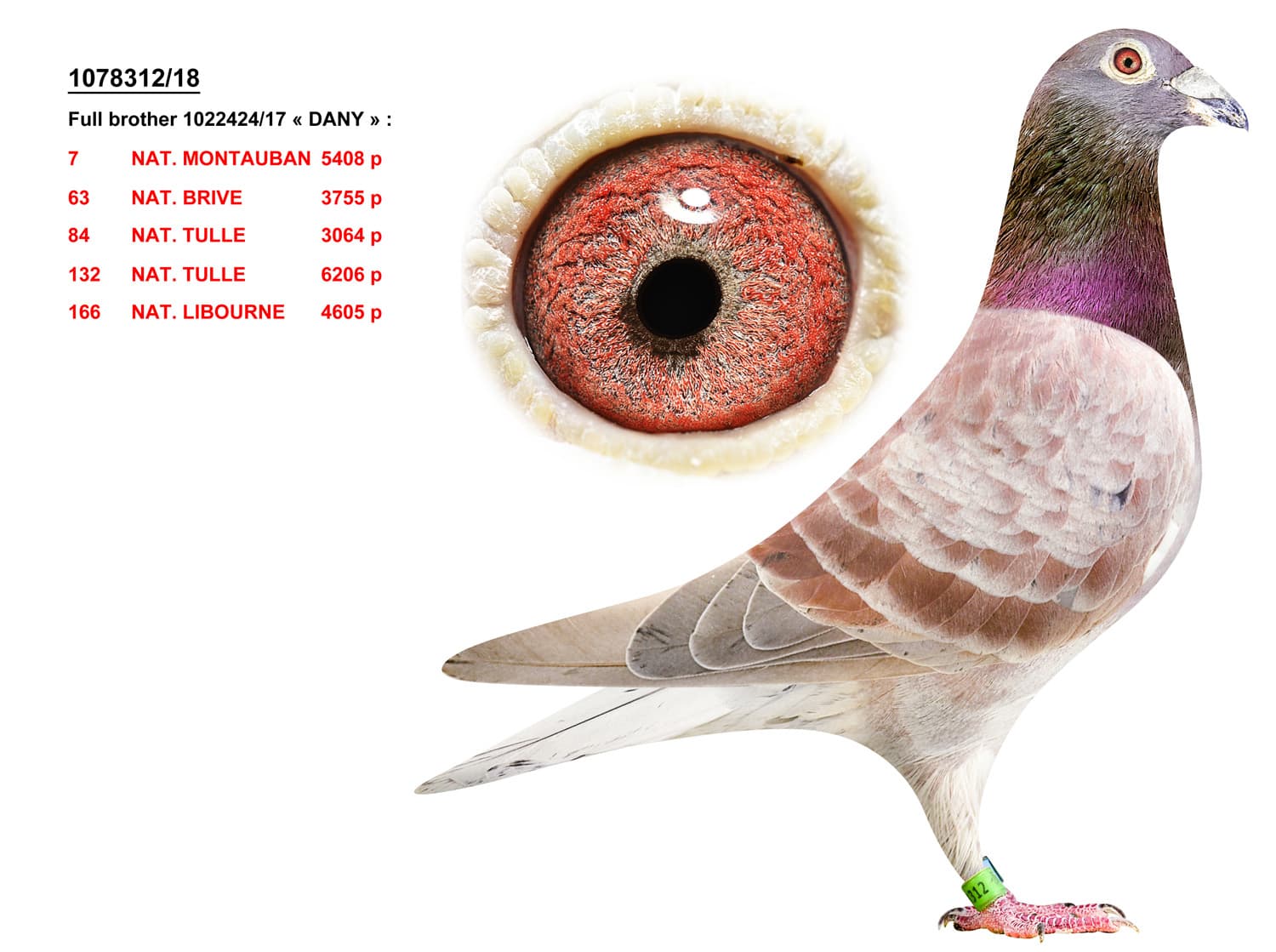 pigeon: Brother Dany