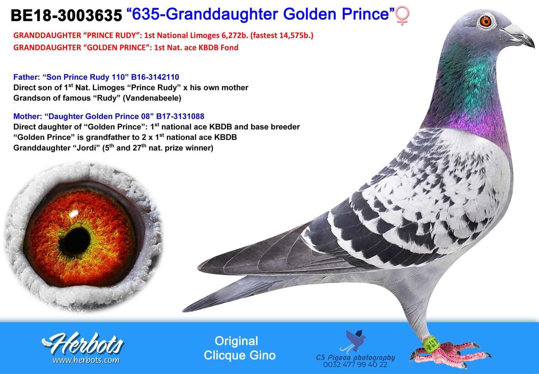 pigeon: “635-Granddaughter Golden Prince”