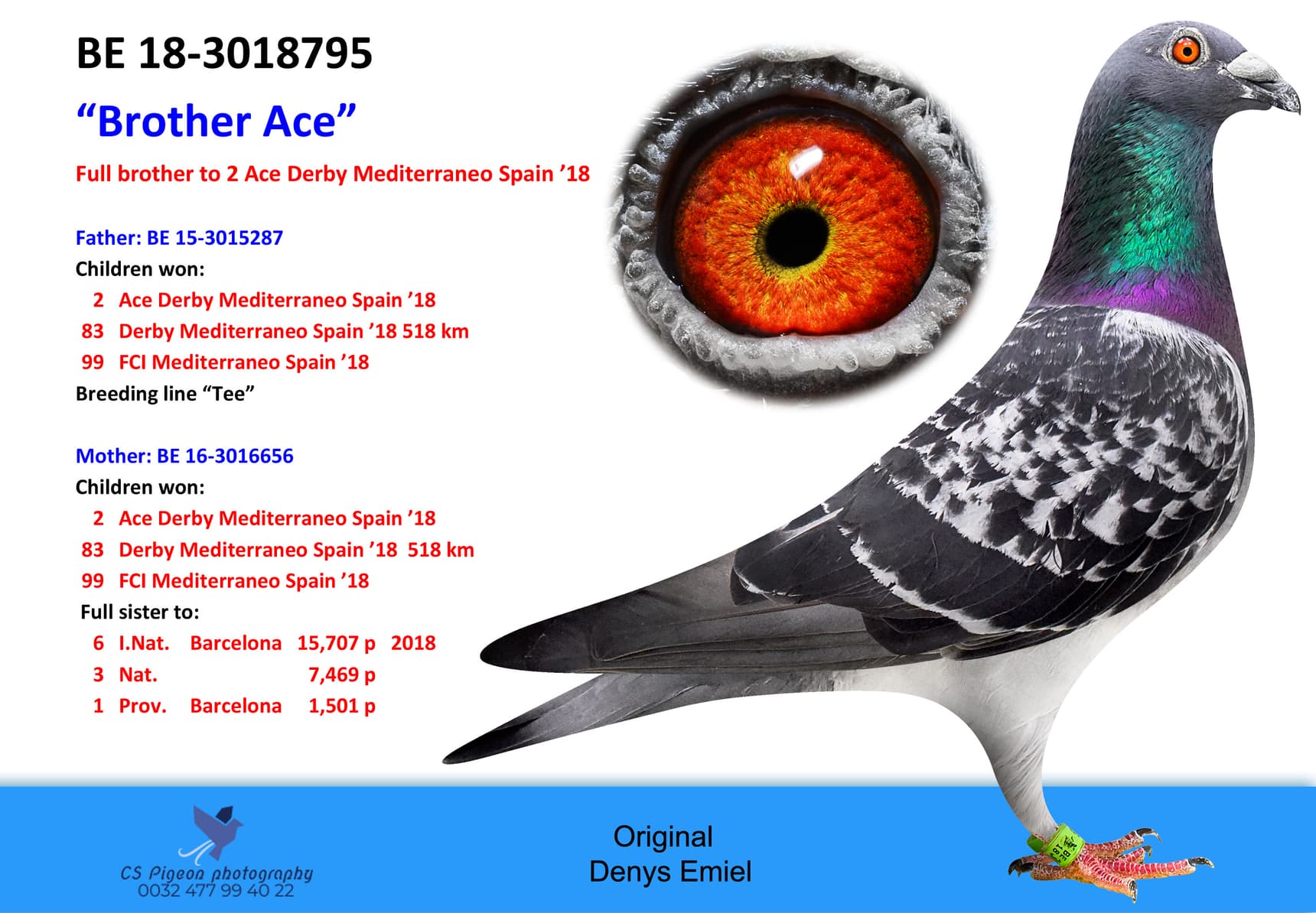 pigeon: 795