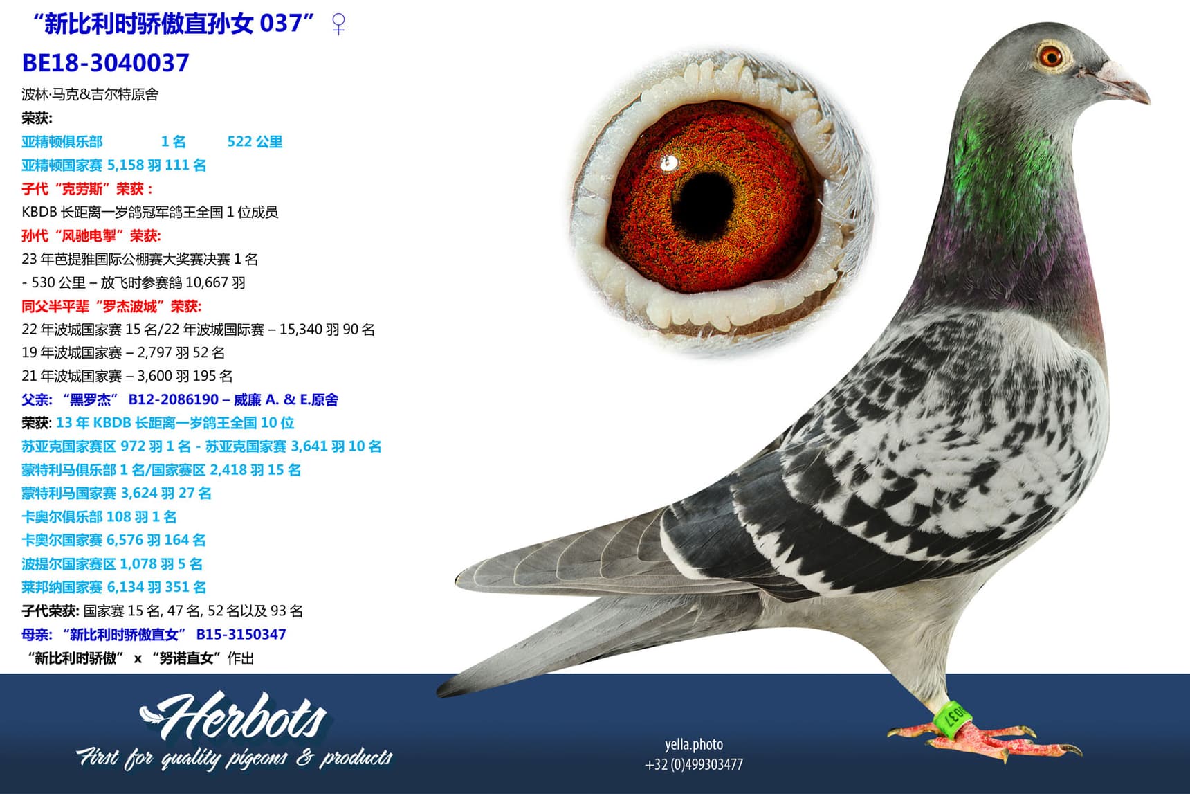 pigeon: undefined