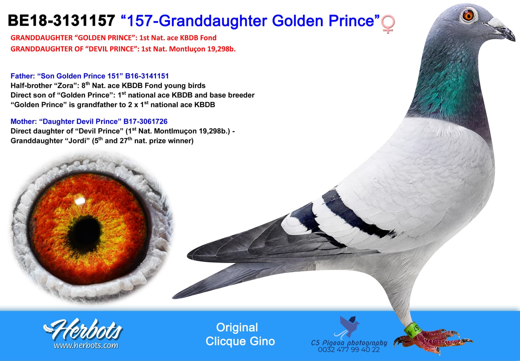pigeon: “157-Granddaughter Golden Prince”