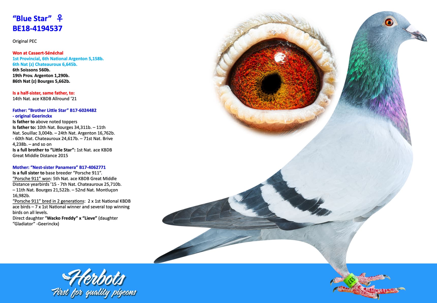 pigeon: “Blue Star”