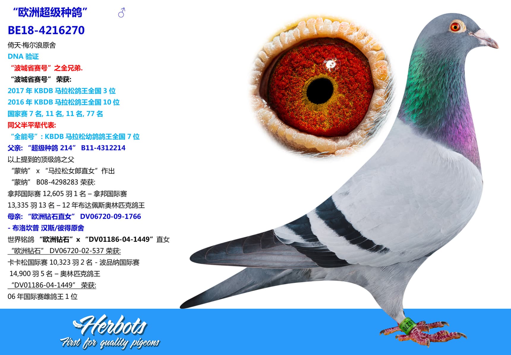 pigeon: undefined