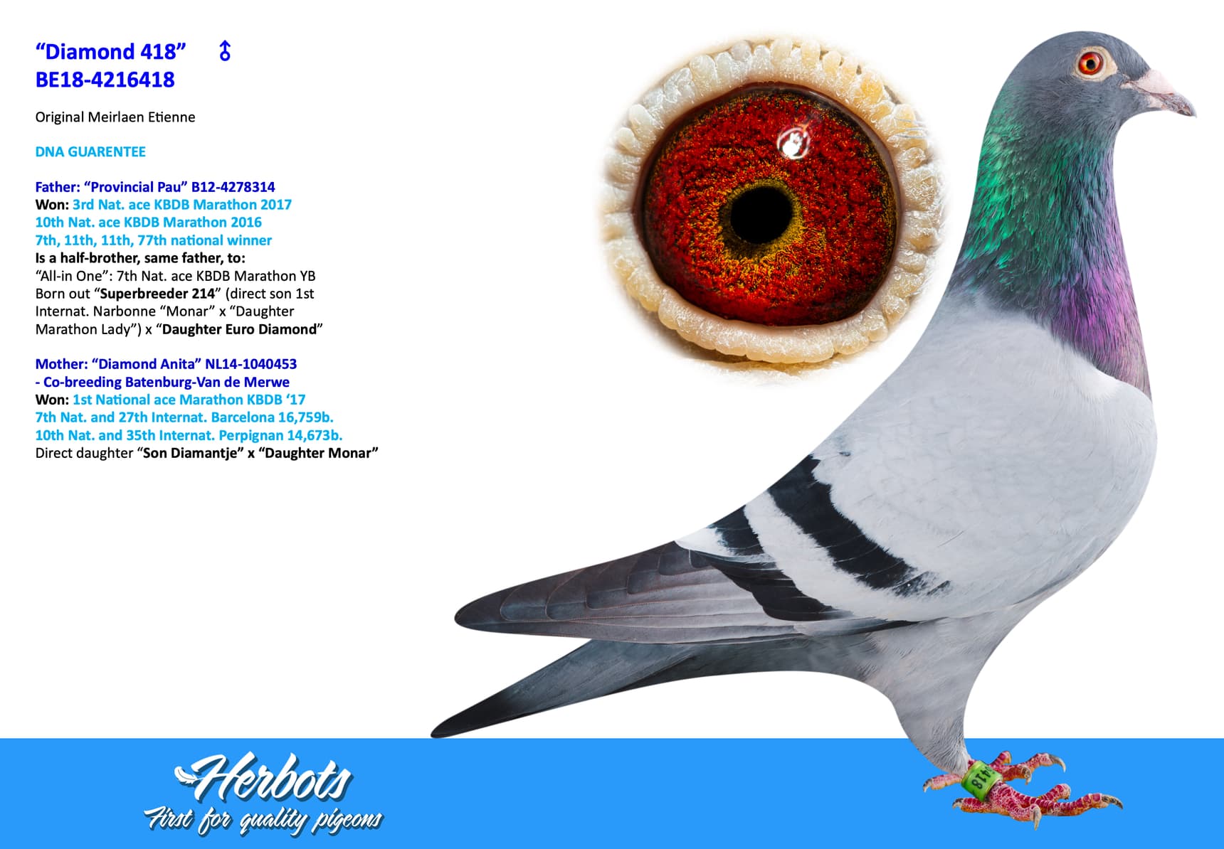 pigeon: “Diamond 418”