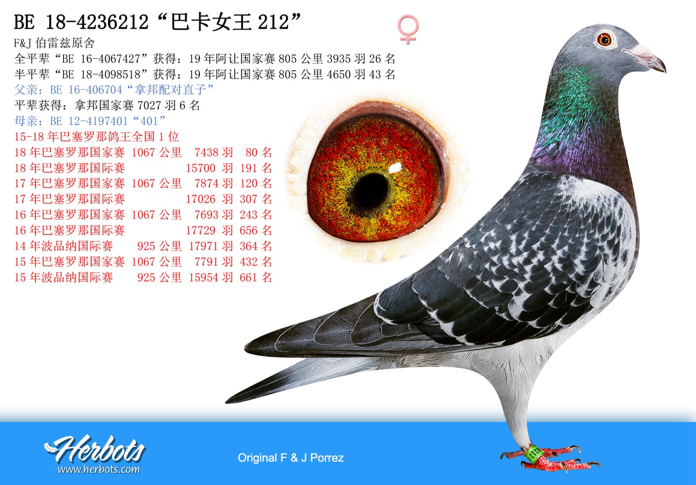 pigeon: undefined