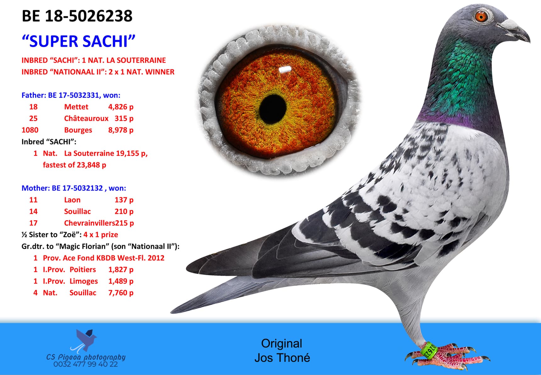 pigeon: 6238