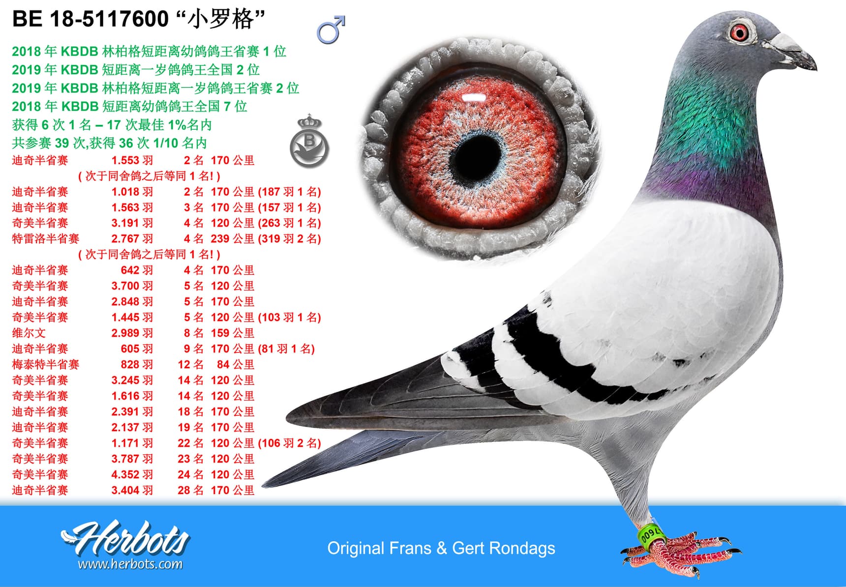 pigeon: undefined