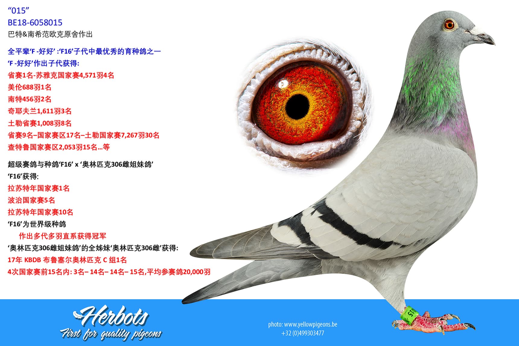 pigeon: undefined