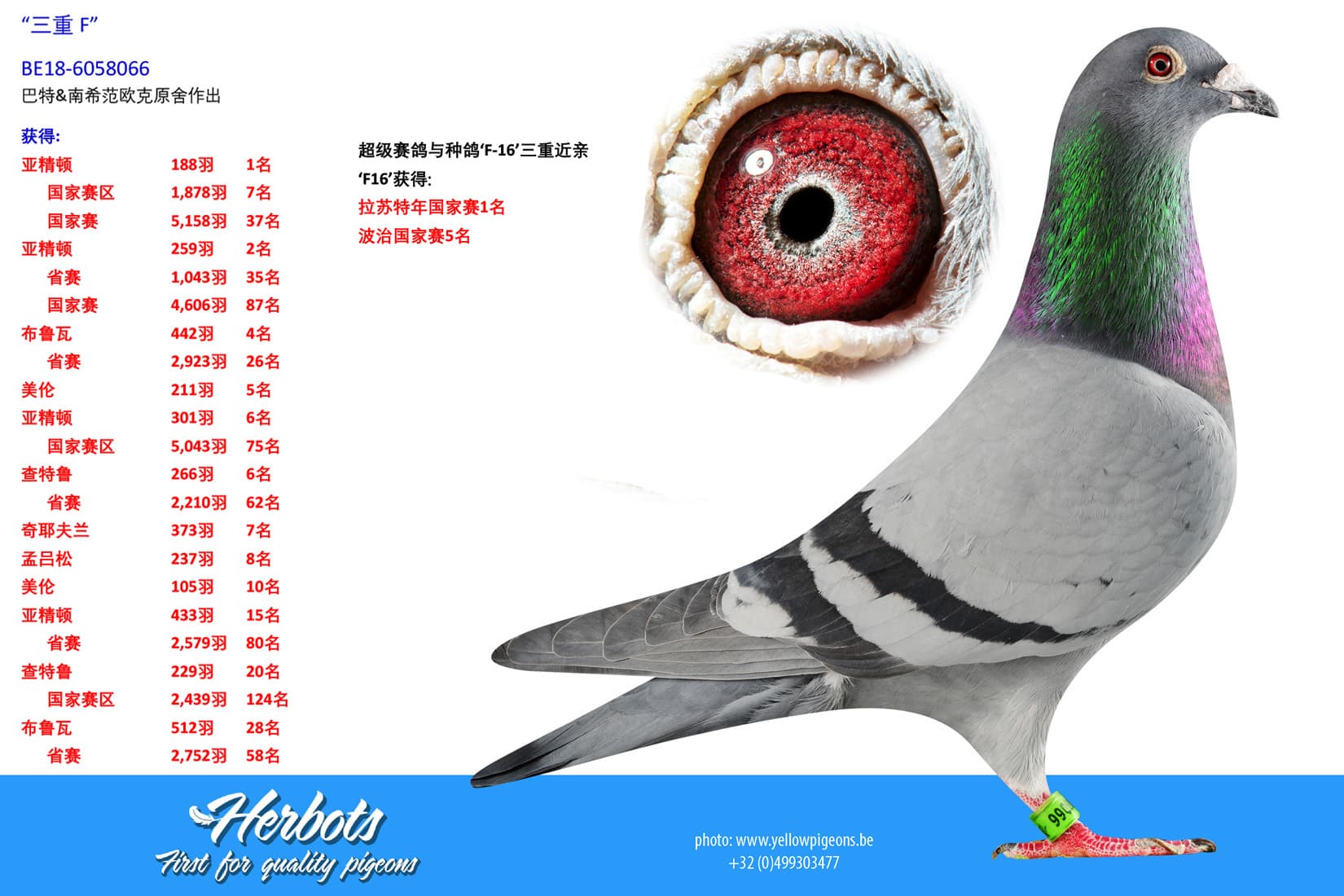 pigeon: undefined