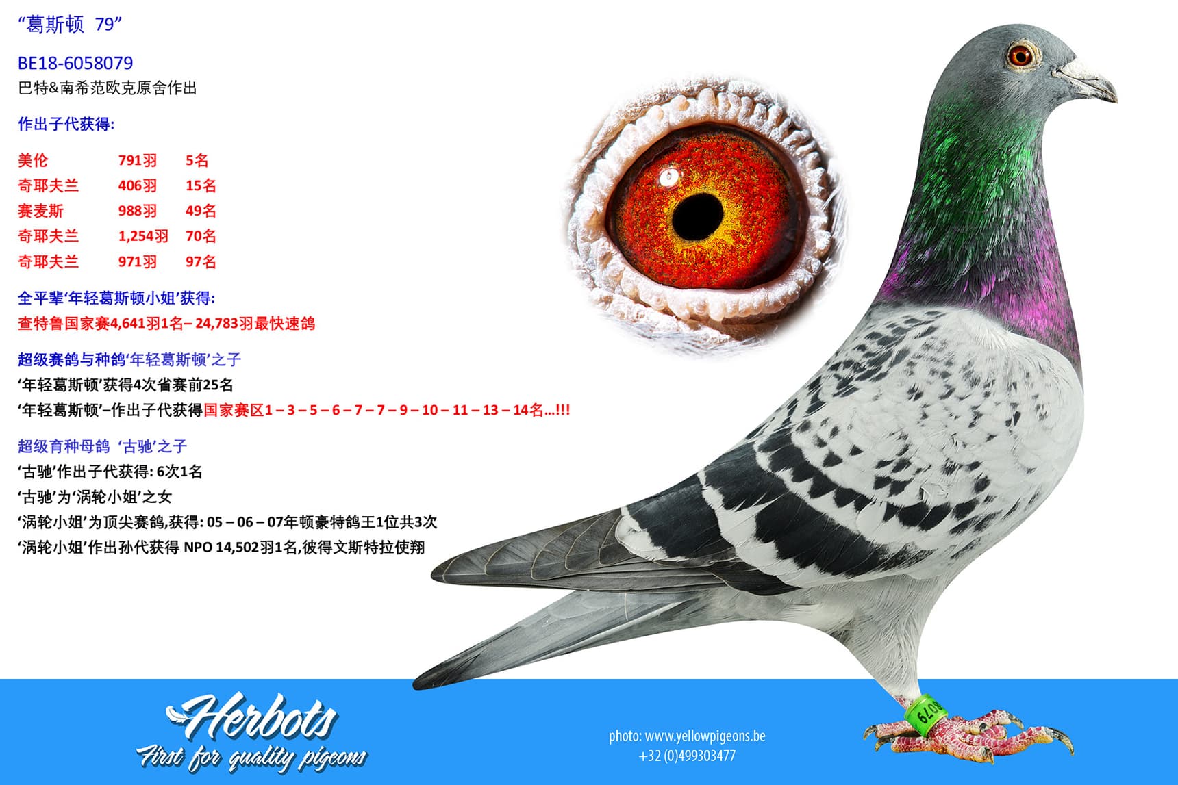 pigeon: “葛斯顿 79”