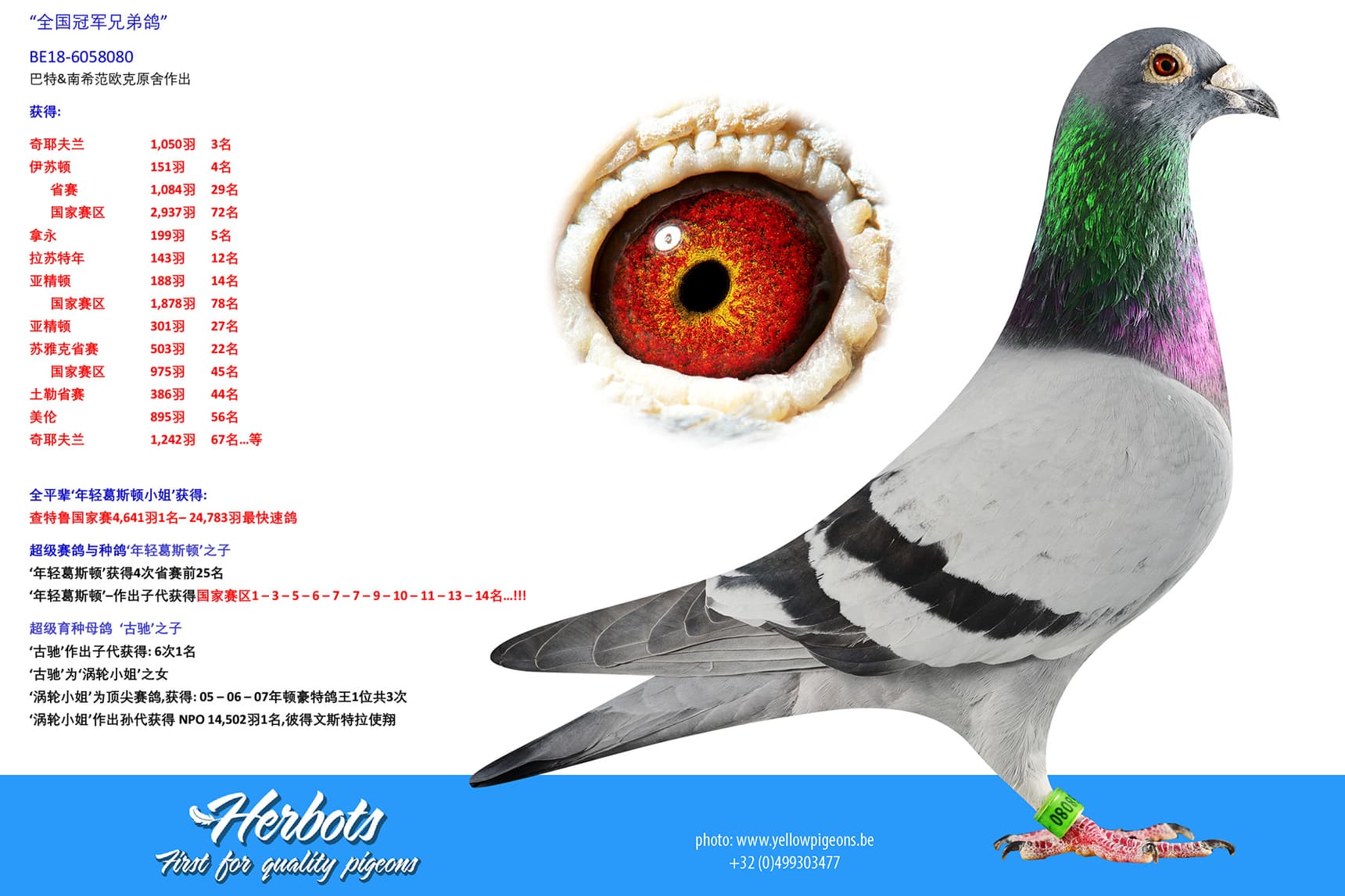 pigeon: undefined