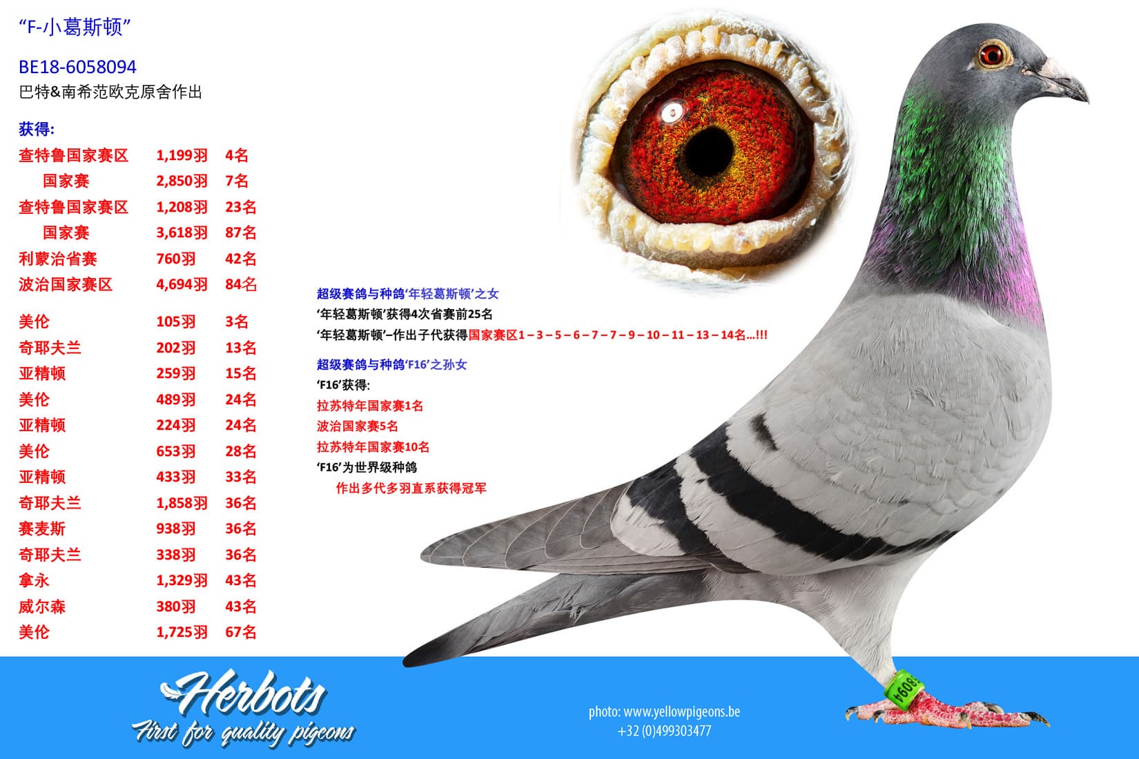 pigeon: undefined
